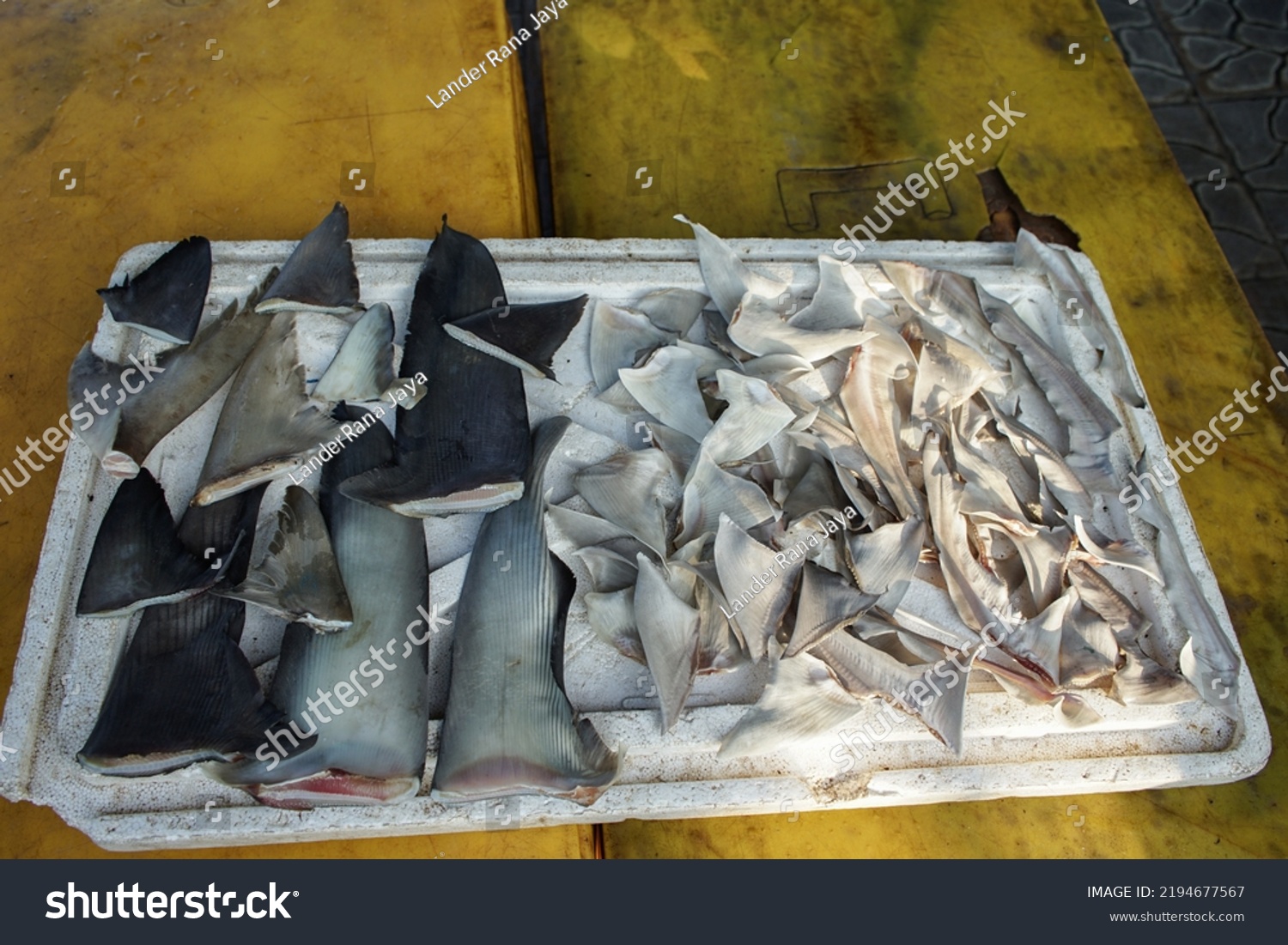 Shark Fins Dried By Fishermen Wet Stock Photo 2194677567 | Shutterstock