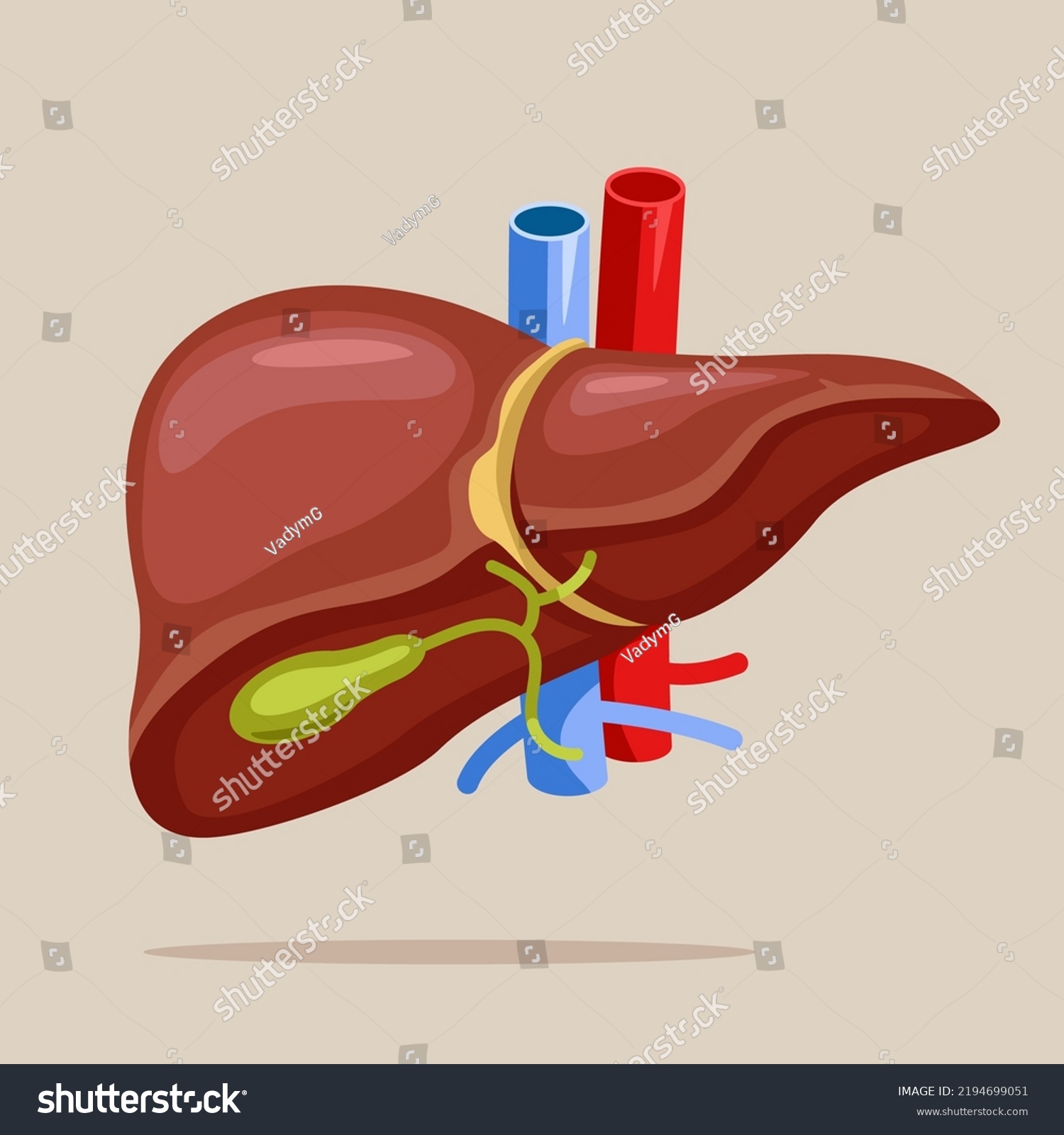 Anatomy Structure Hepatic System Organ Digestive Stock Vector Royalty Free 2194699051 6312