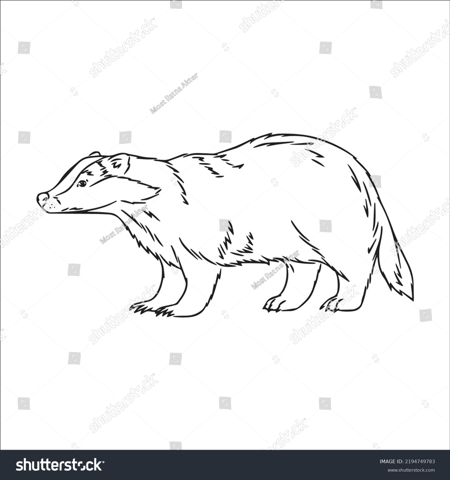 Beautiful Badger Line Art Imagesoutline Drawingvector Stock Vector ...