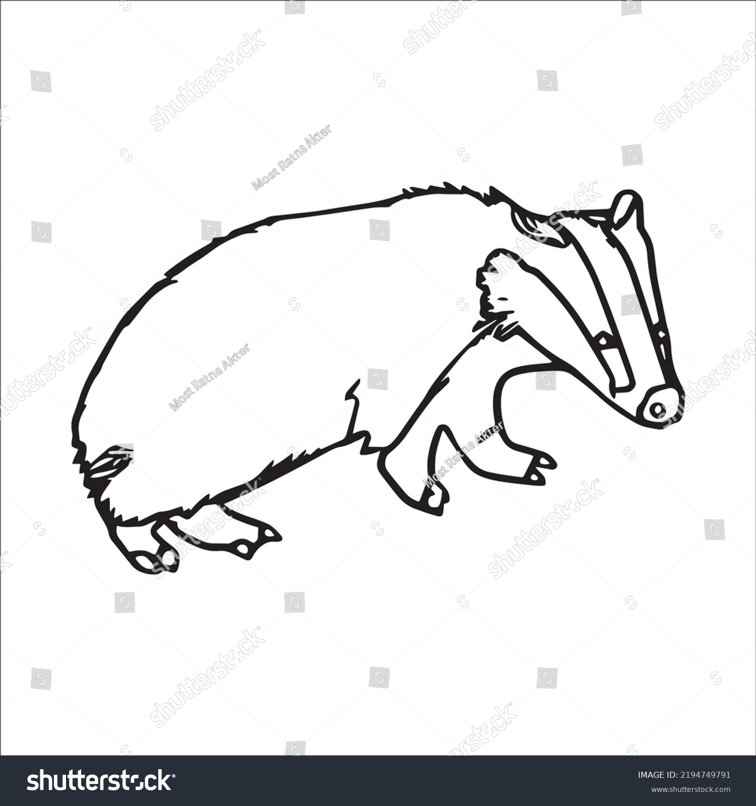 Beautiful Badger Line Art Imagesoutline Drawingvector Stock Vector ...