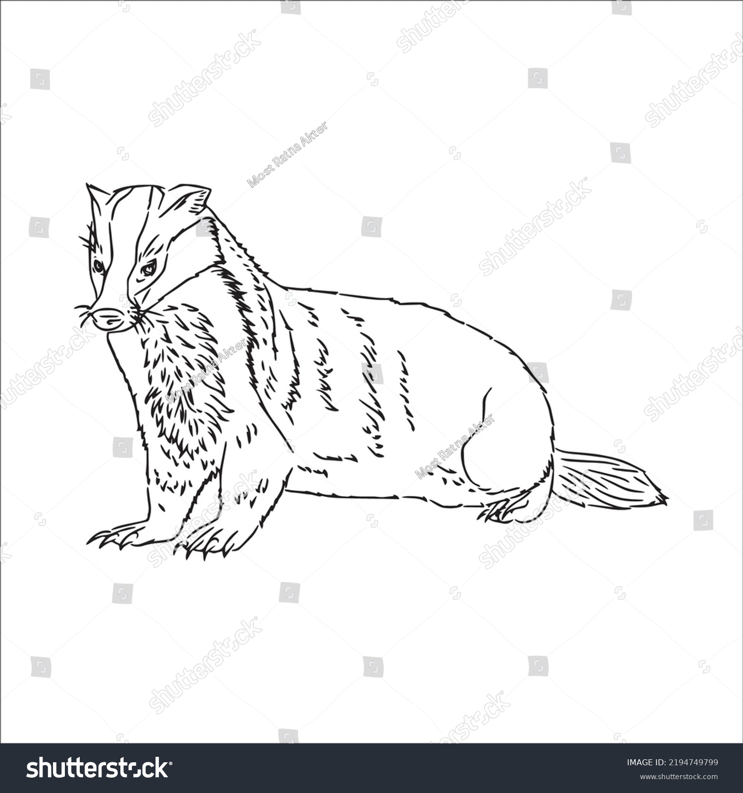 Beautiful Badger Line Art Imagesoutline Drawingvector Stock Vector ...