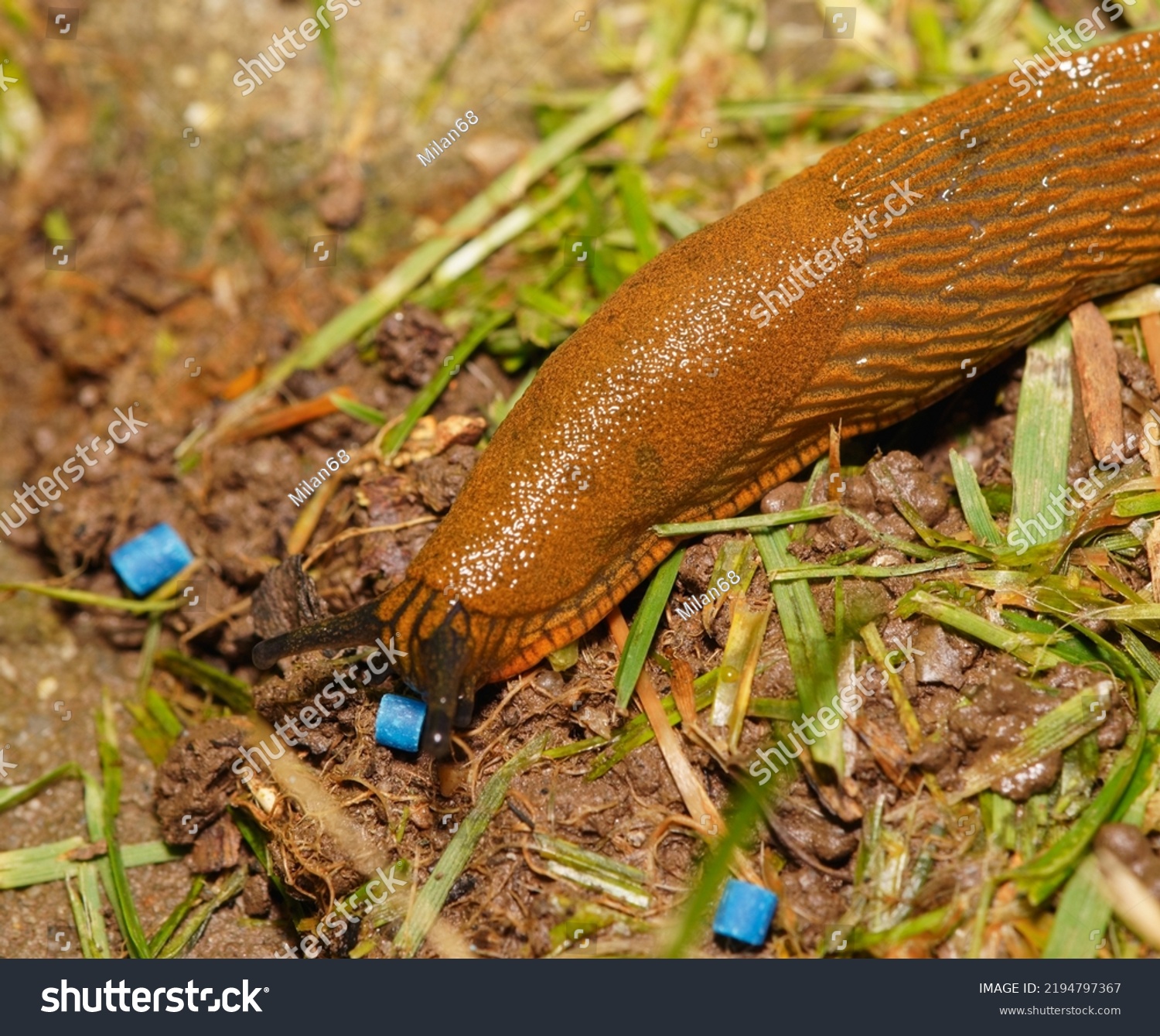 Large Brown Spanish Snail Arion Vulgaris Stock Photo 2194797367