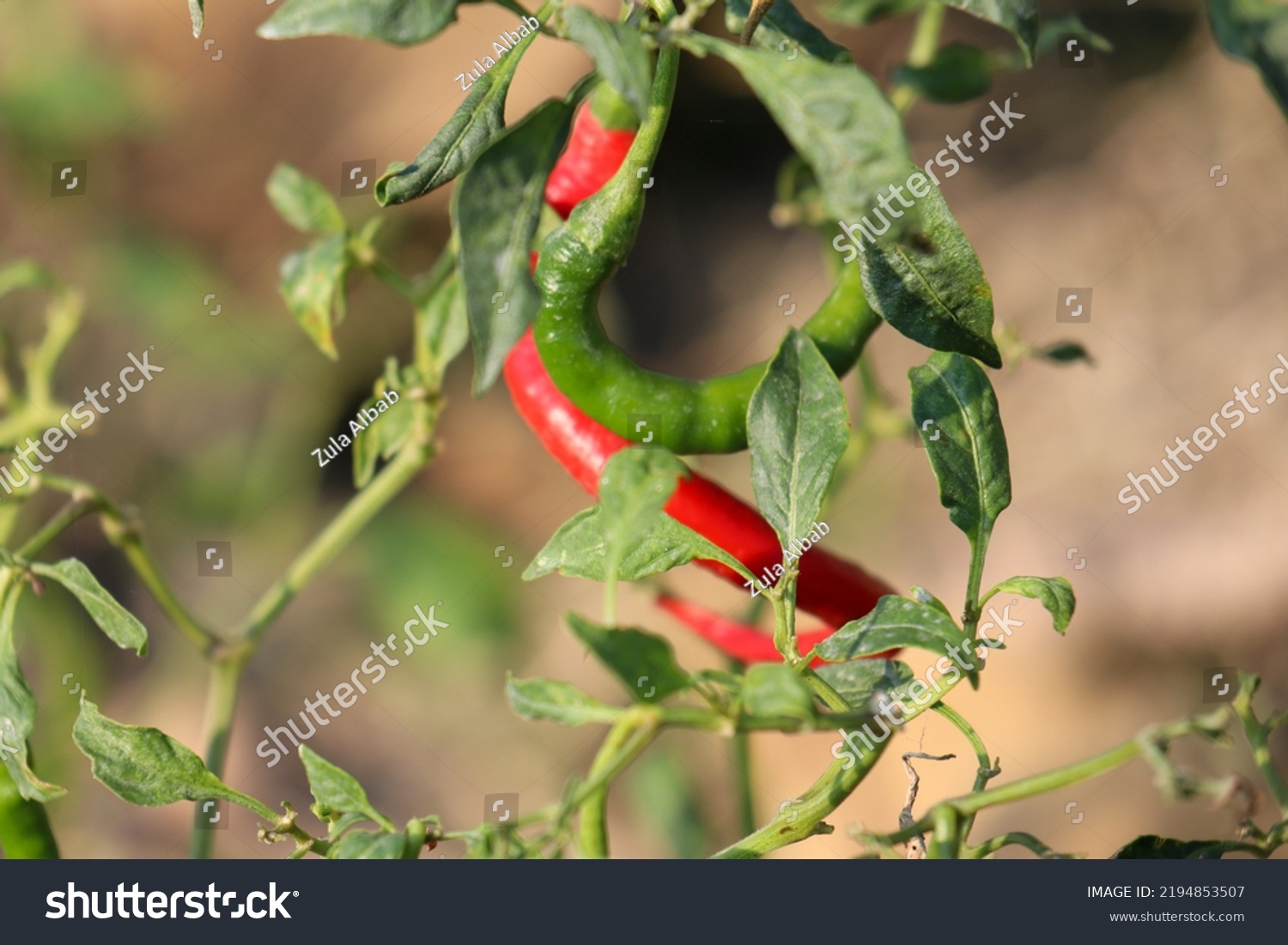 Beautiful Red Chili Plants Growing Rice库存照片 Shutterstock