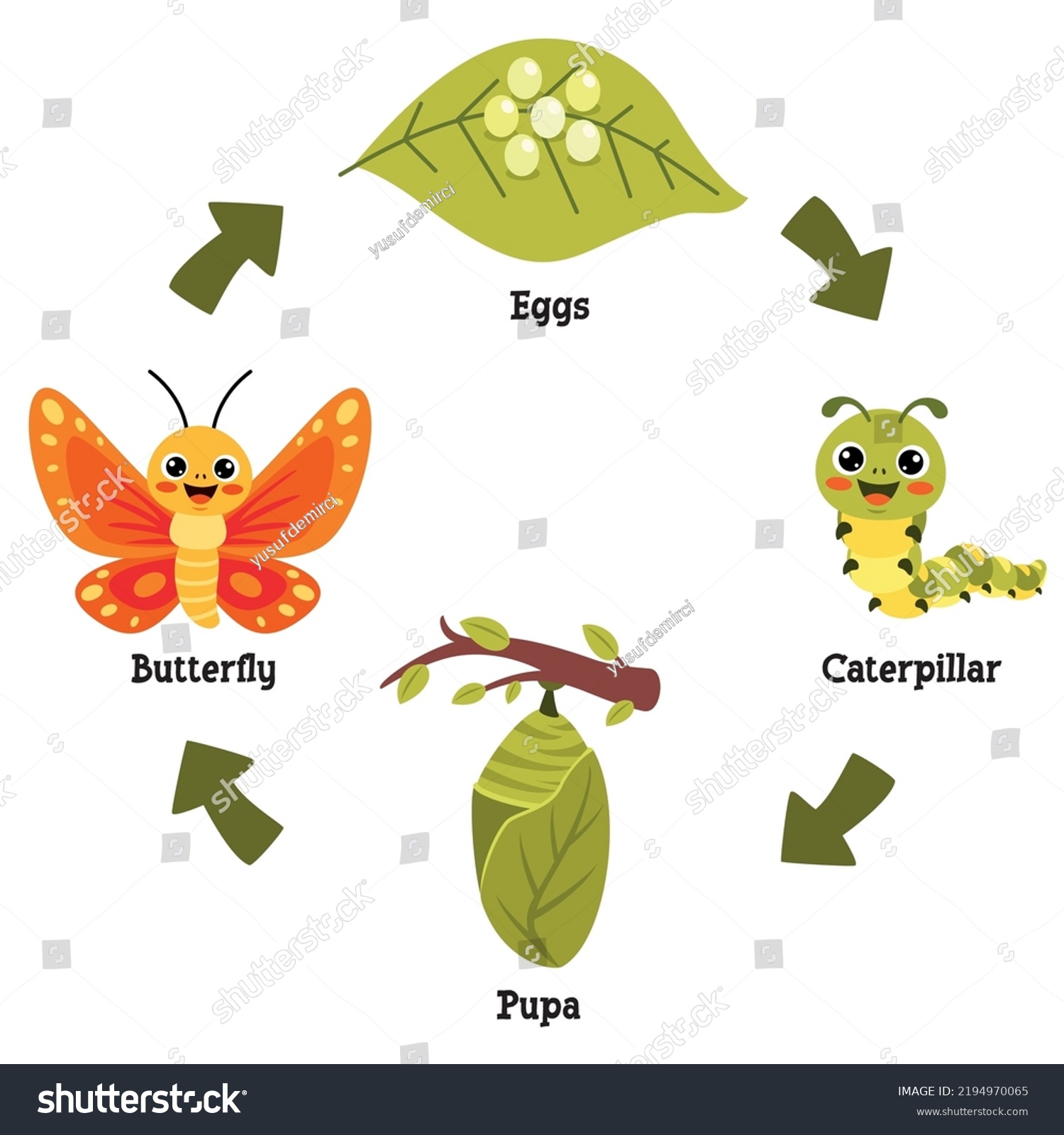 Life Cycle Butterfly Stock Vector (Royalty Free) 2194970065 | Shutterstock