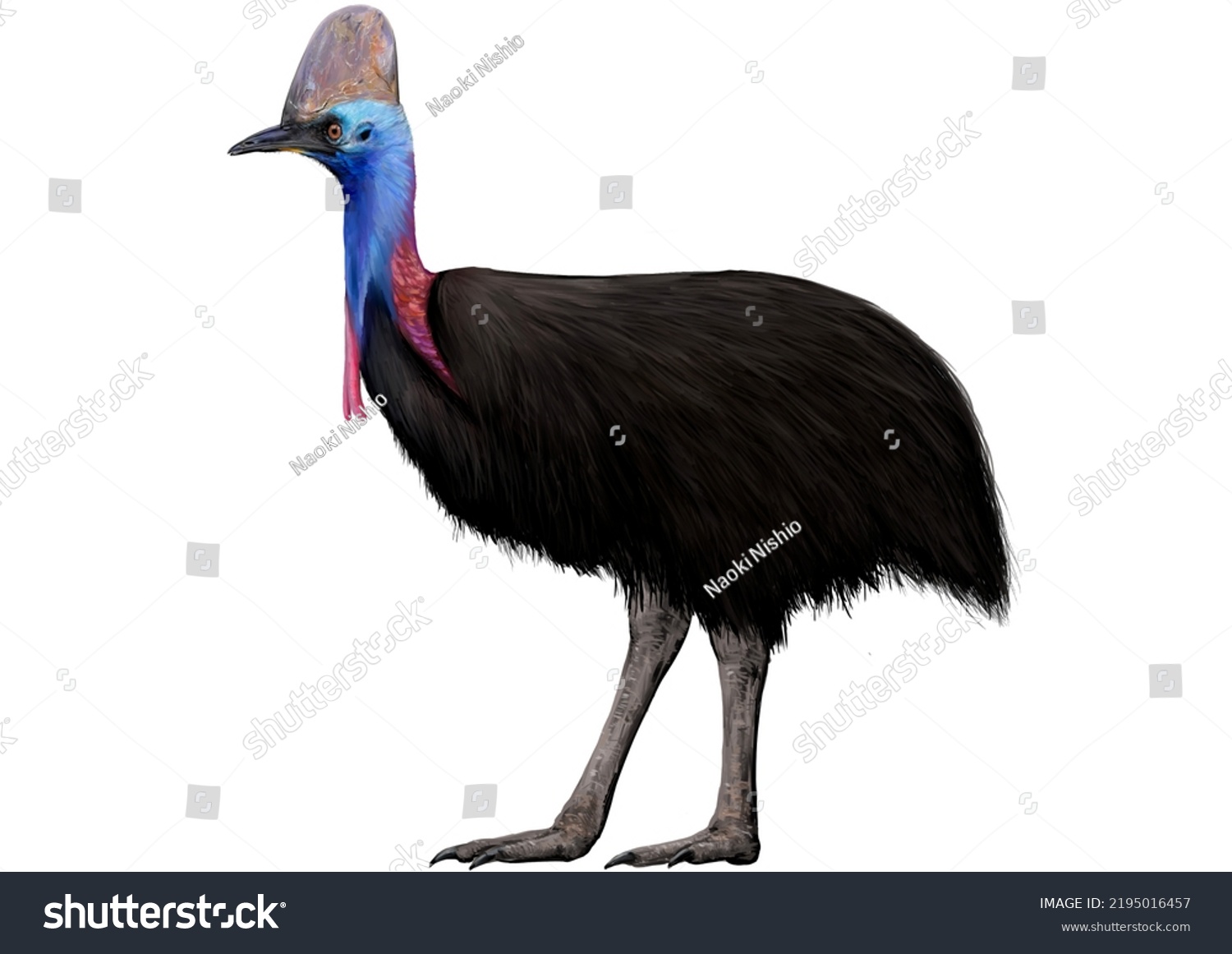Illustration Cassowary Flightless Australian Bird Stock Illustration Illustration Cassowary Flightless Australian Bird Stock Illustration