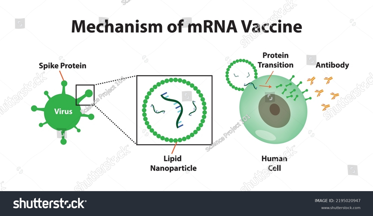 Mechanism Mrna Vaccine Protein Transition Spike Stock Vector (Royalty ...