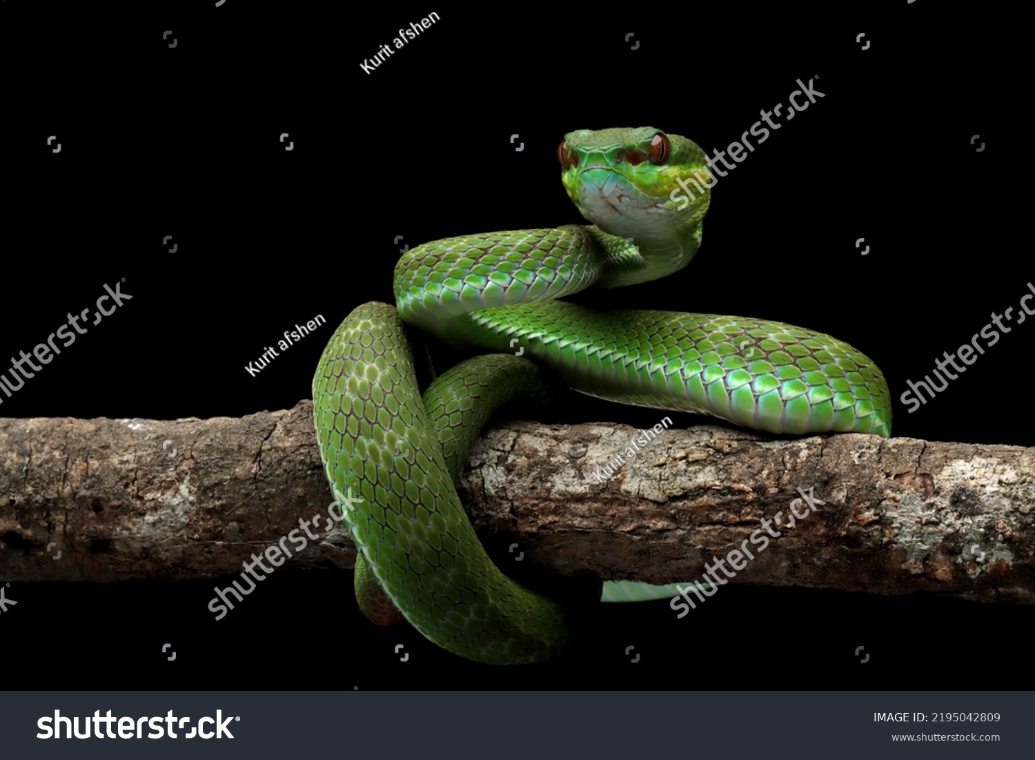 Trimeresurus Insularis Snake Closeup On Branch Stock Photo 2195042809 ...