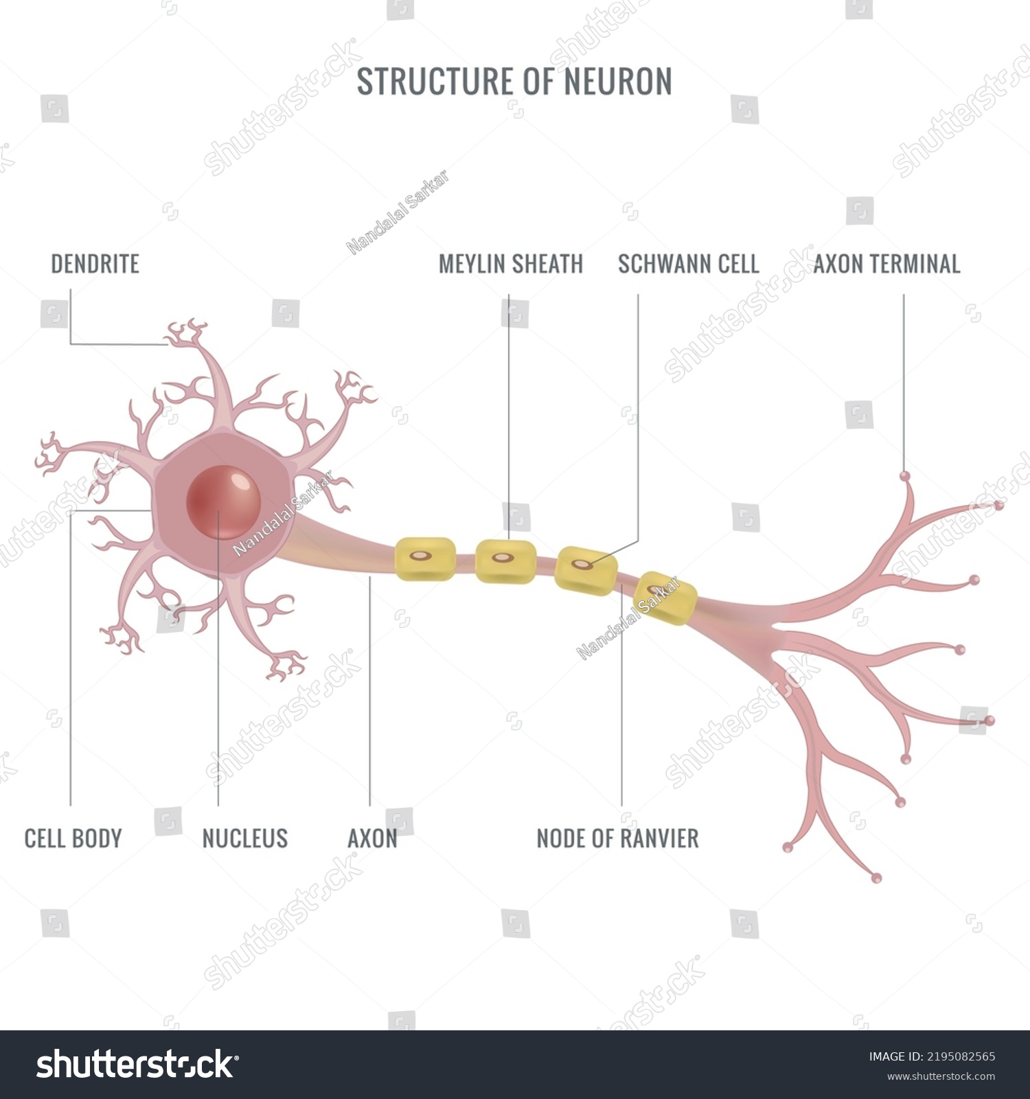 Description Anatomy Neuron Brain Illustration Structure Stock Vector ...