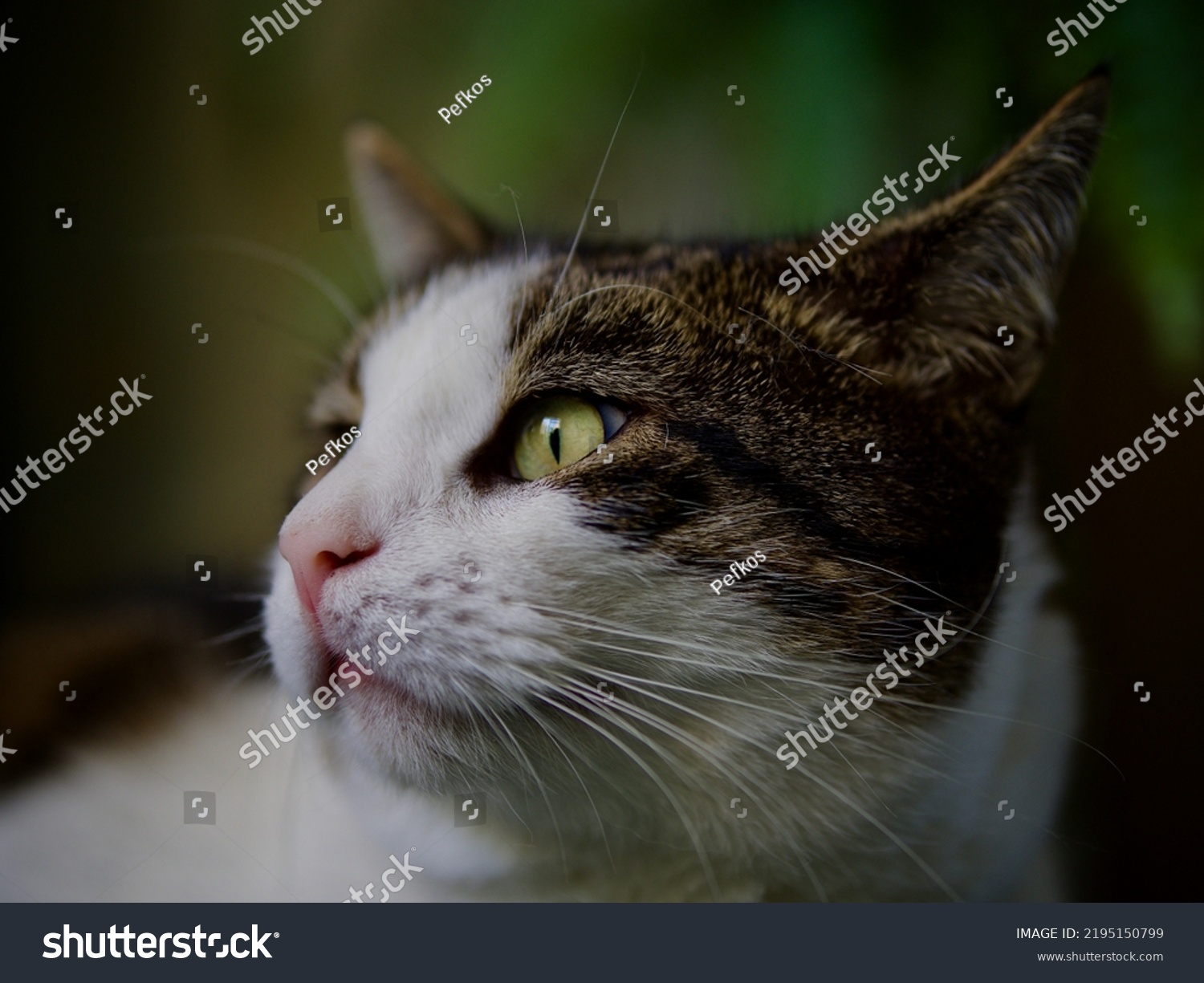 Tabby Cat Yellow Eyes Stock Photo 2195150799 Shutterstock