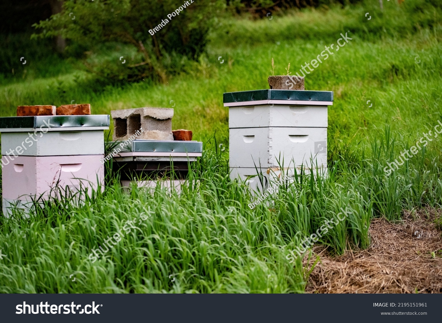 Bee Hives Field Grass Stock Photo 2195151961 | Shutterstock