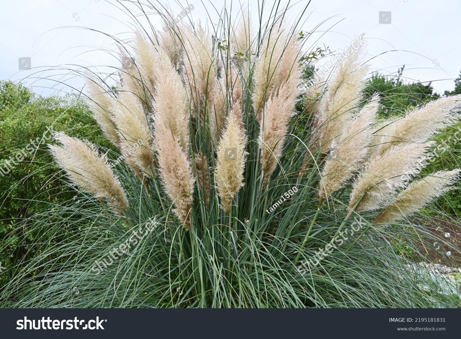 Pampas Grass Poaceae Perennial Plant Native Stock Photo 2195181831 ...