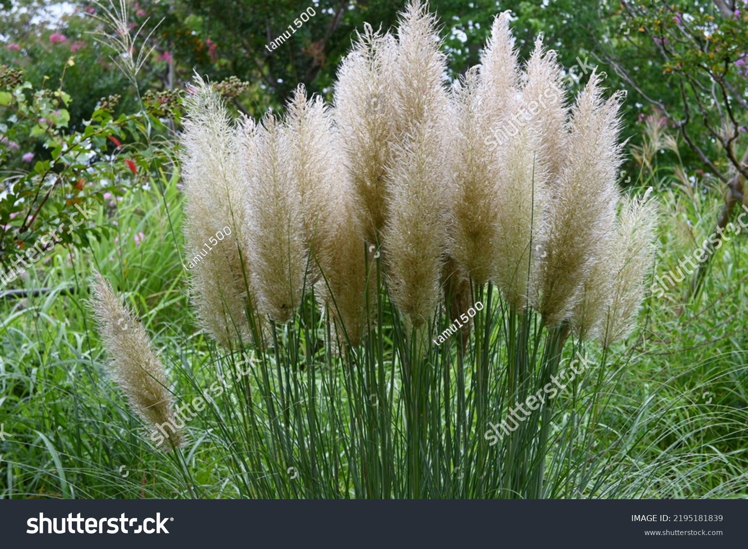 Pampas Grass Poaceae Perennial Plant Native Stock Photo 2195181839 ...