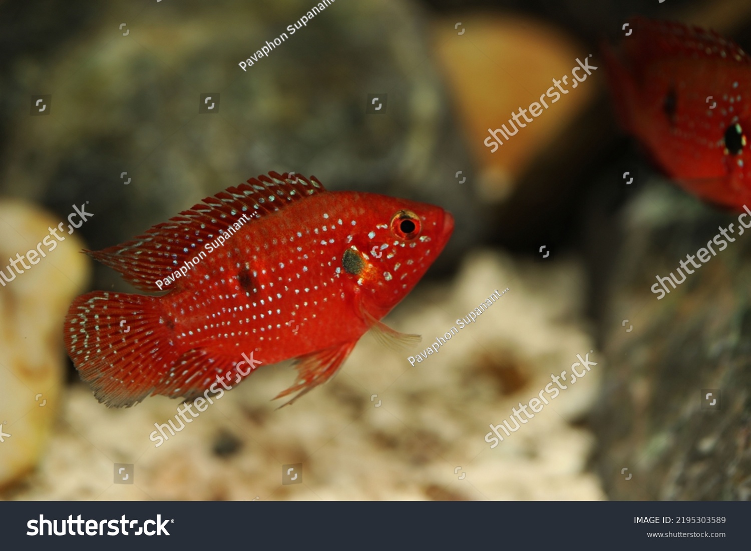 Short Body Jewel Cichlid Hemichromis Bimaculatus Stock Photo 2195303589 ...