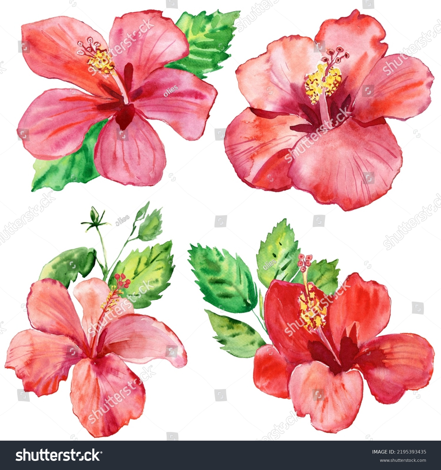 Set Beautiful Hibiskus Flowers Hand Drawn Stock Illustration