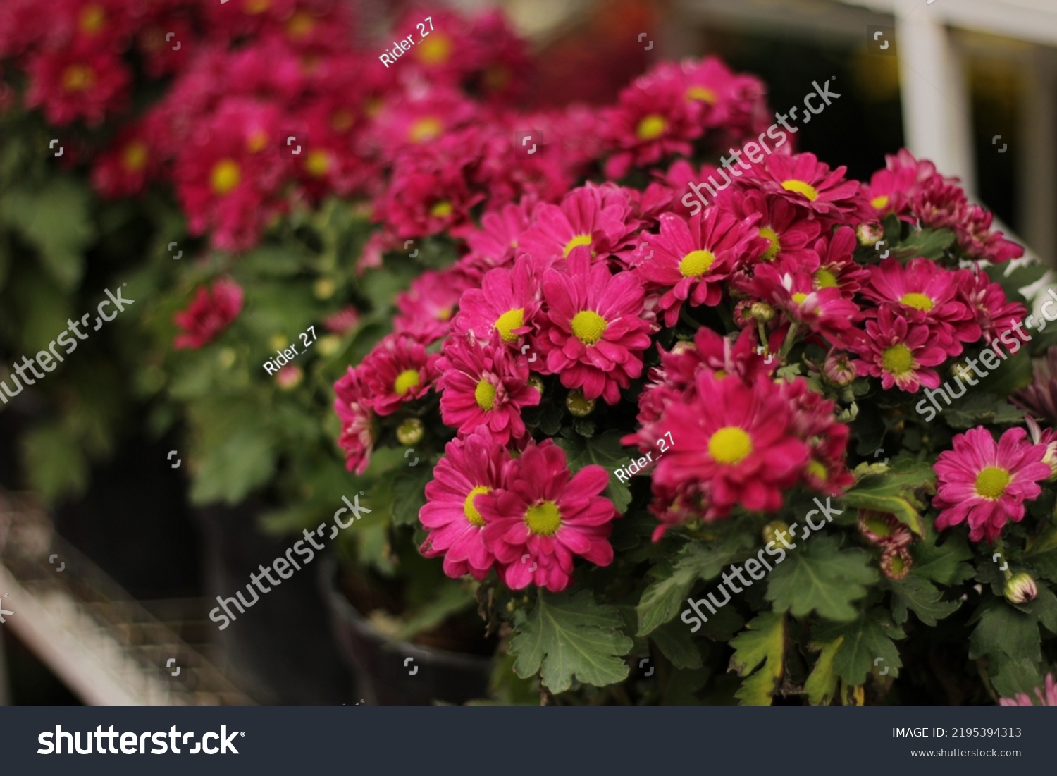 Gerbera L Genus Plants Asteraceae Family库存照片 Shutterstock