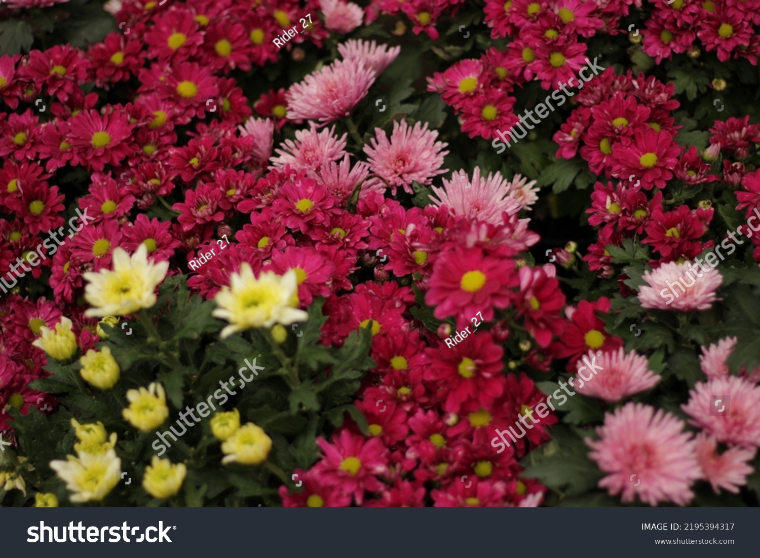 Gerbera L Genus Plants Asteraceae Family库存照片 Shutterstock