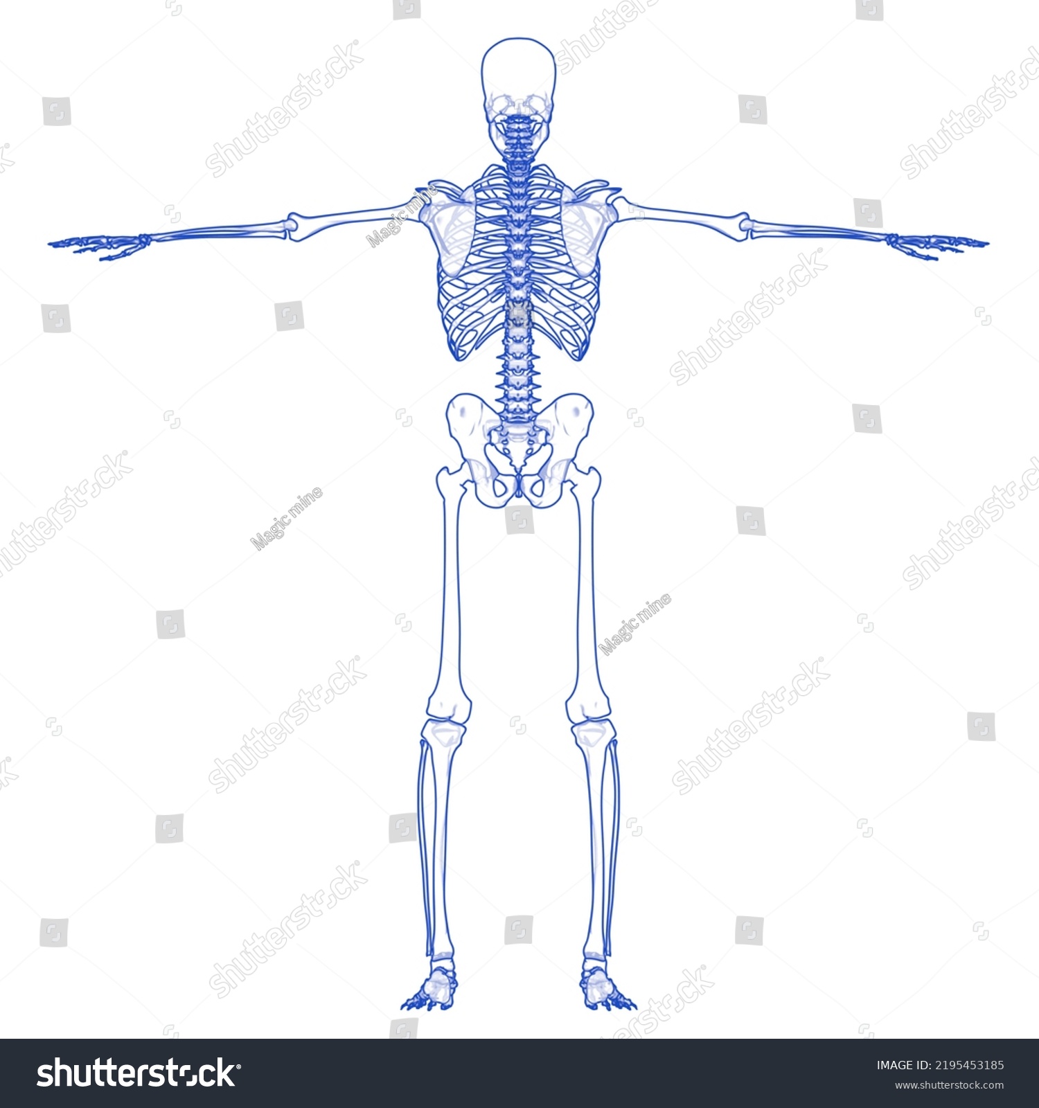 Human Skeleton System Bone Joints Anatomy Stock Illustration 2195453185 ...