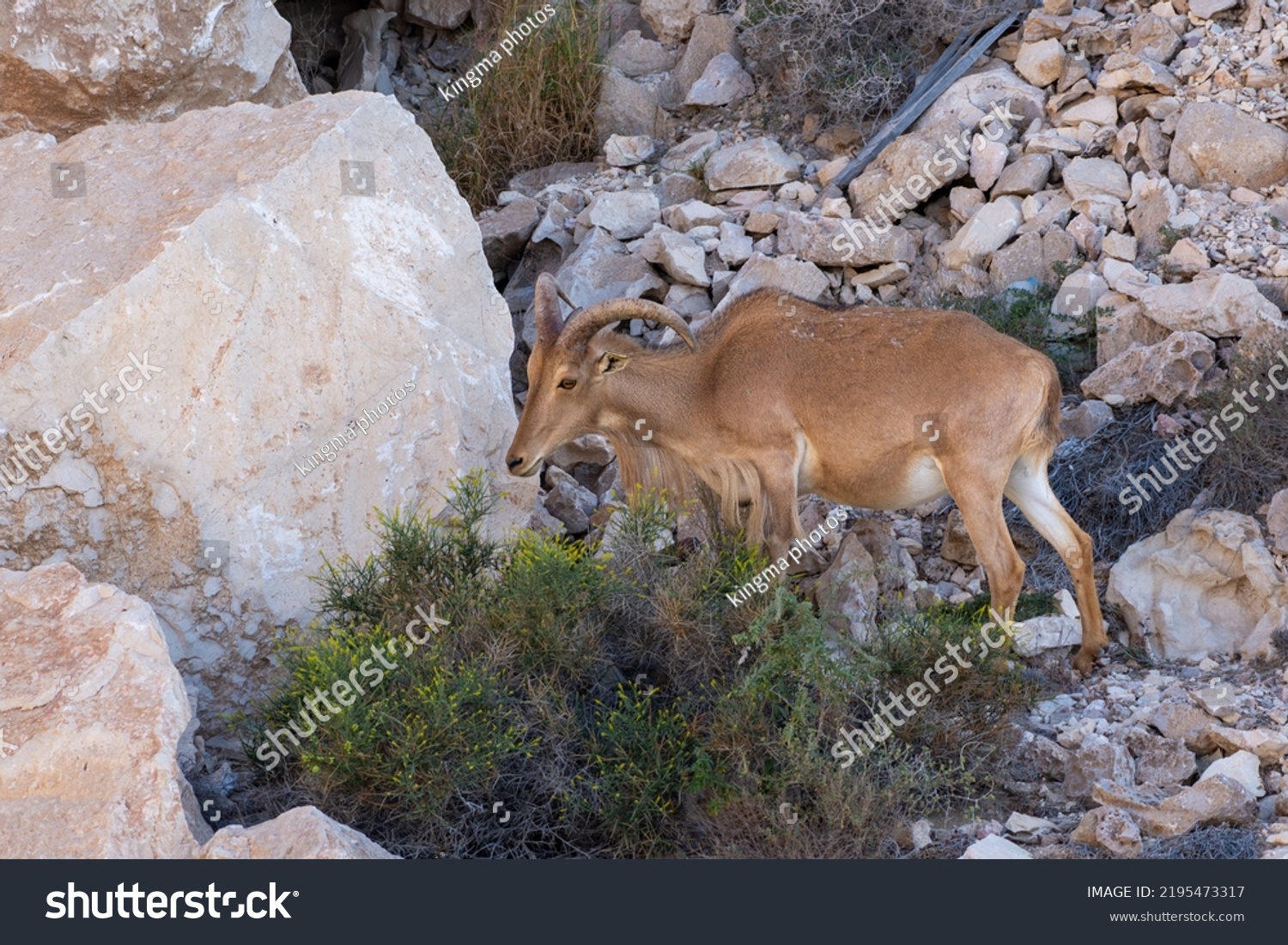 arabian tahr