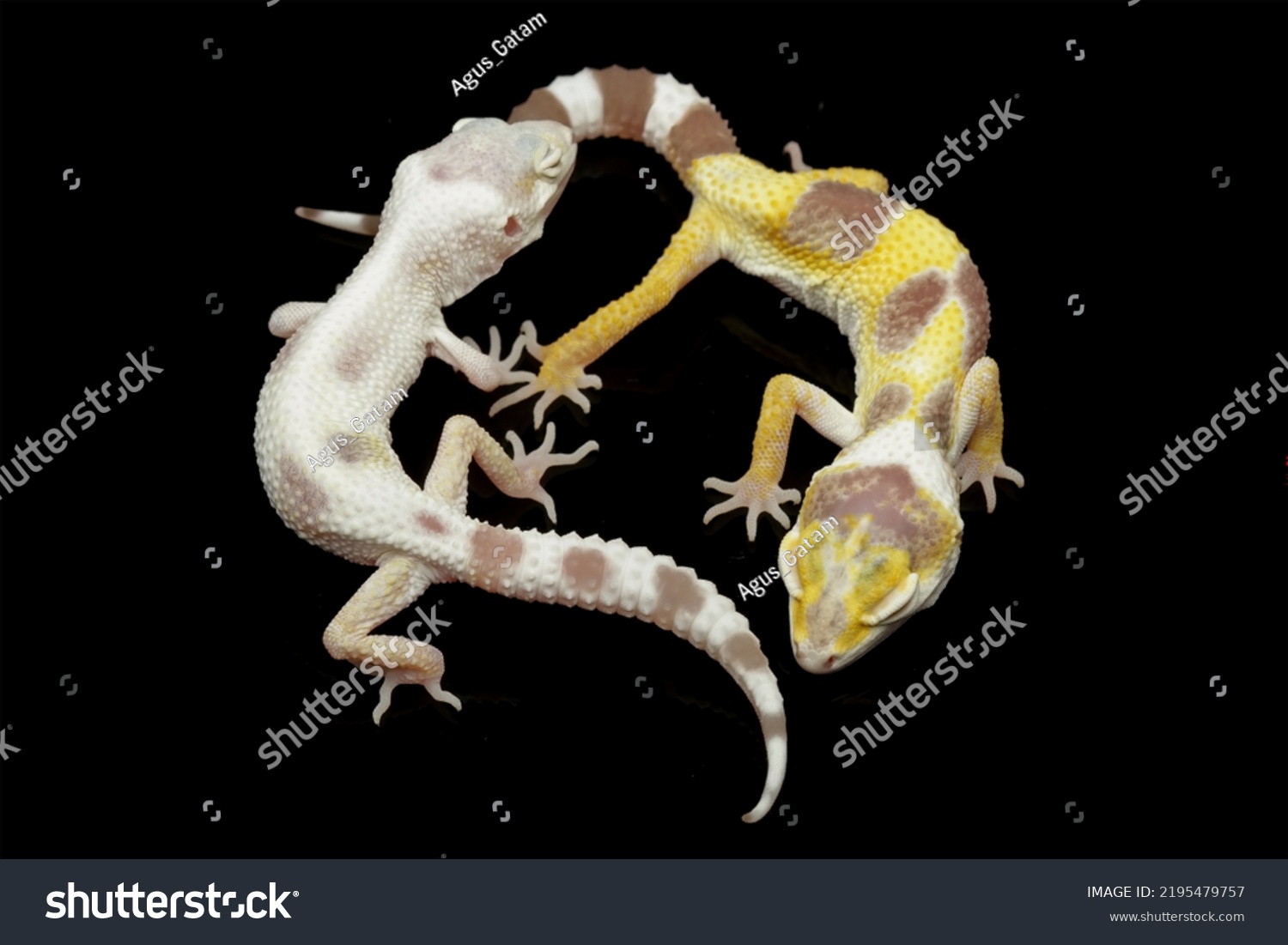 Two Different Morph Types Leopard Gecko Stock Photo 2195479757