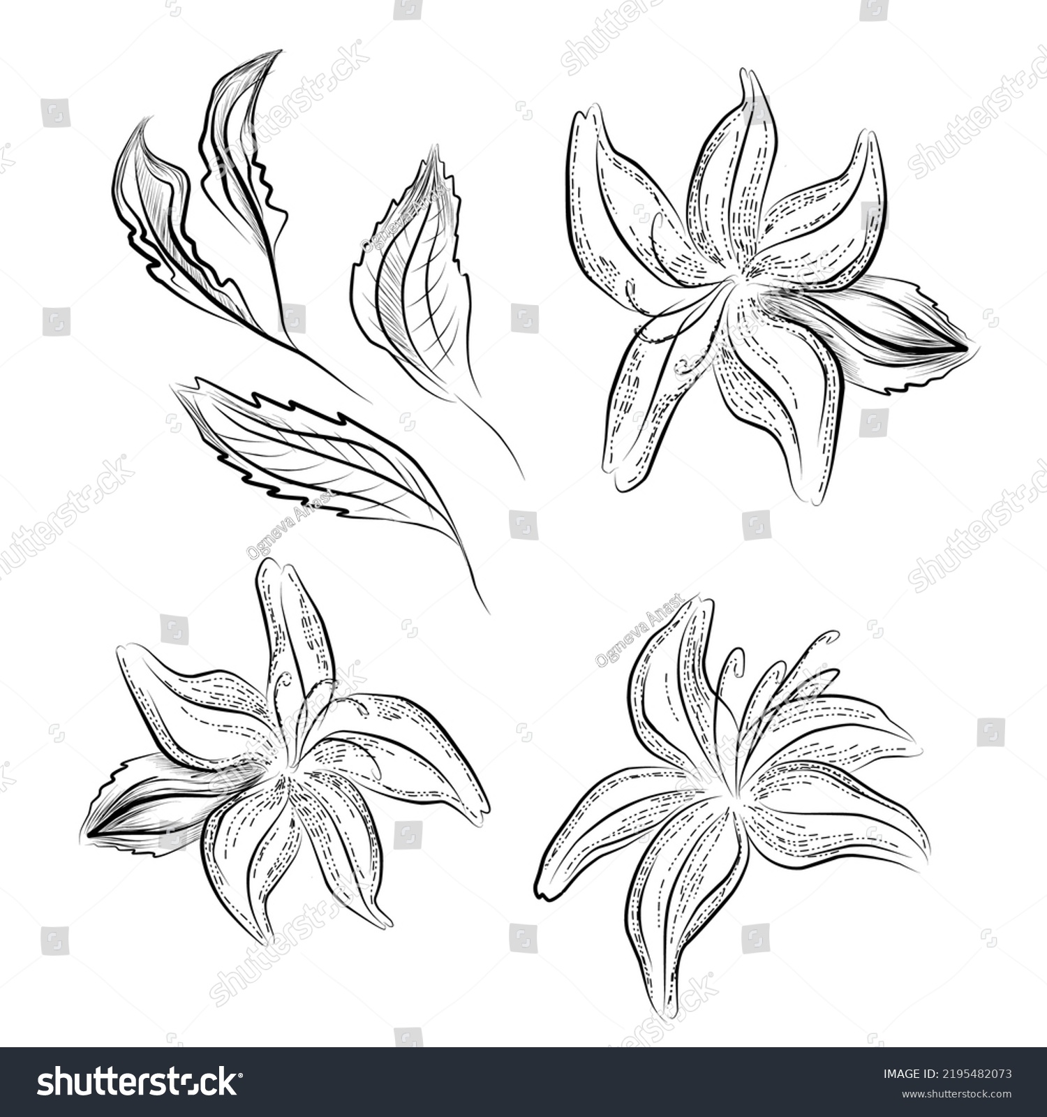 Vector Lilly Set Black White Line Stock Vector (Royalty Free ...