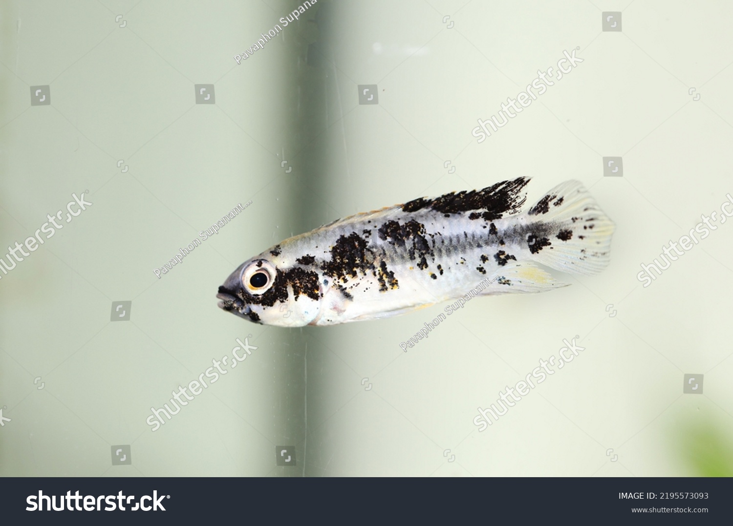 dwarf-cichlid-apistogramma-black-spot-disease-stock-photo-2195573093