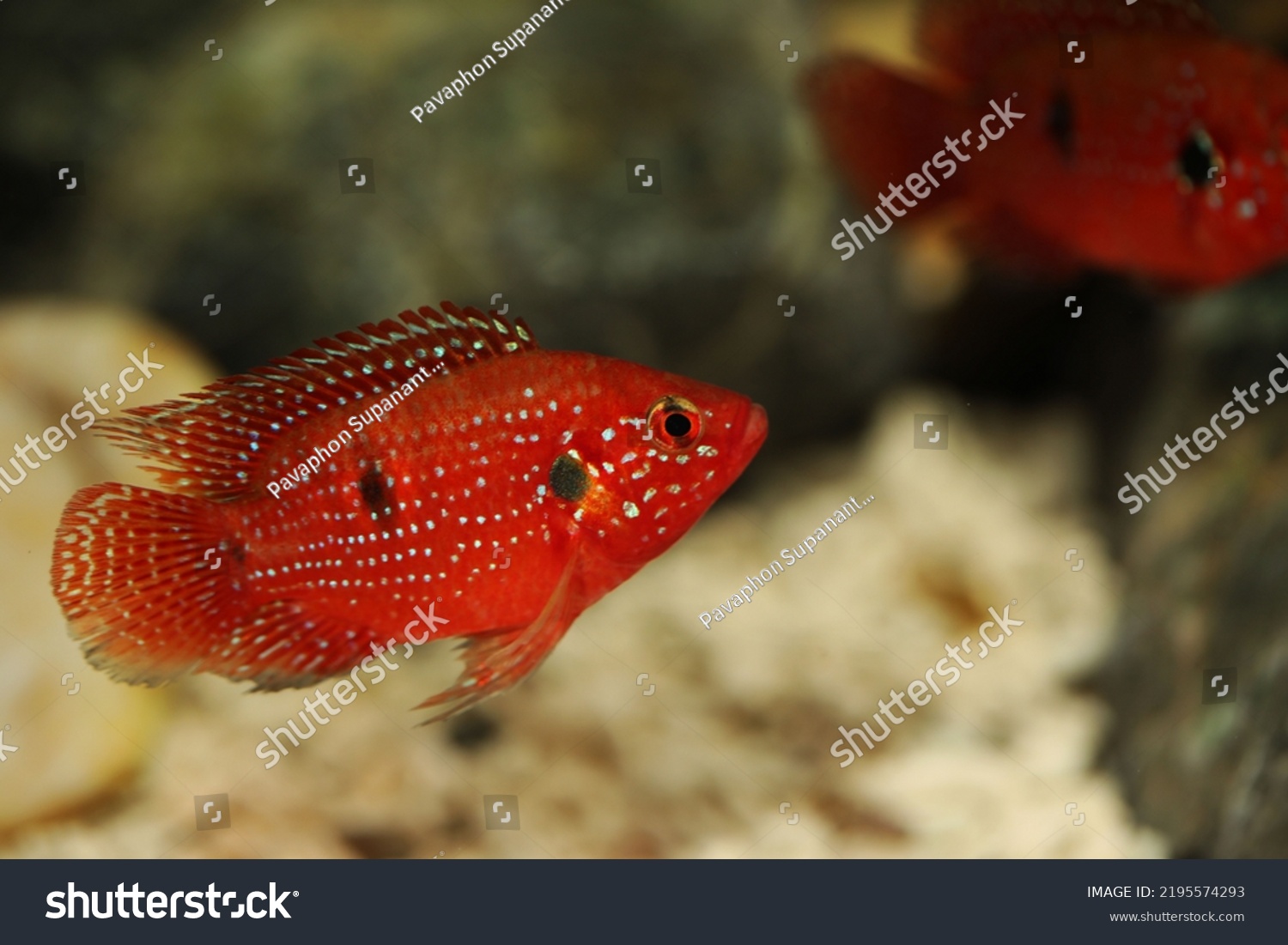 Short Body Jewel Cichlid Hemichromis Bimaculatus Stock Photo 2195574293 ...