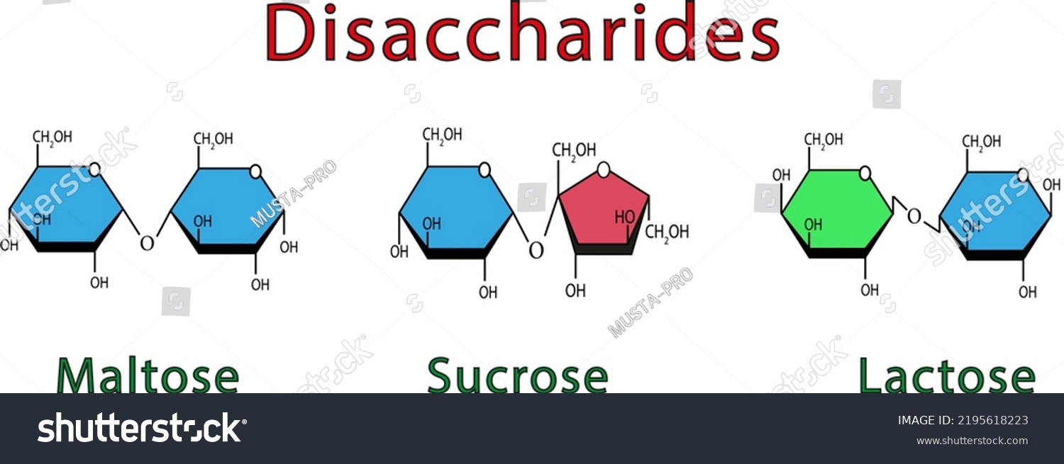 Chemical Illustration Disaccharides Maltose Sucrose Lactose Stock ...