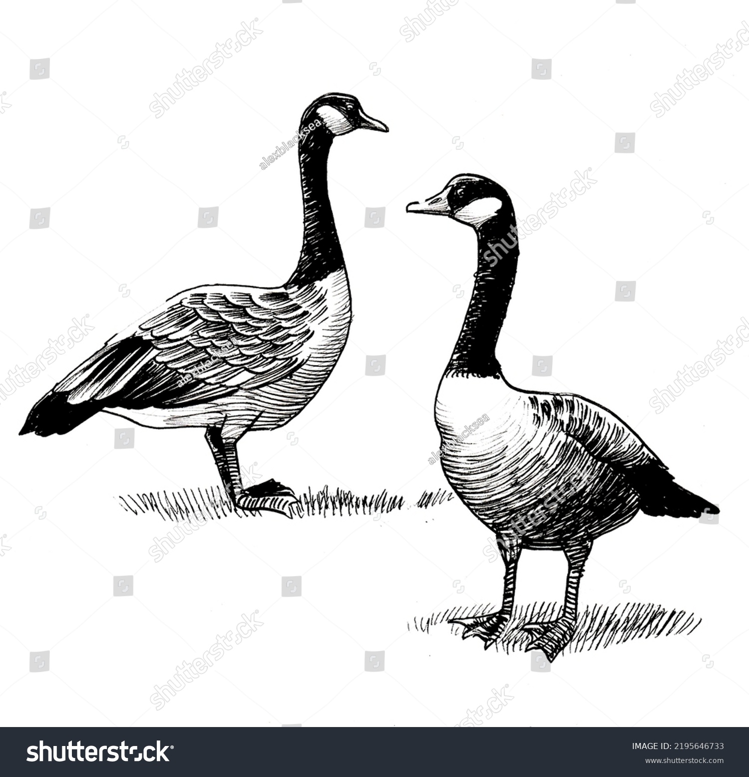 Pair Wild Geese Ink Black White Stock Illustration 2195646733 ...