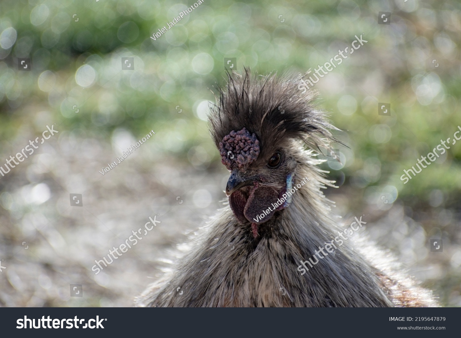 Close Partridge Silkie Rooster Stock Photo 2195647879 | Shutterstock