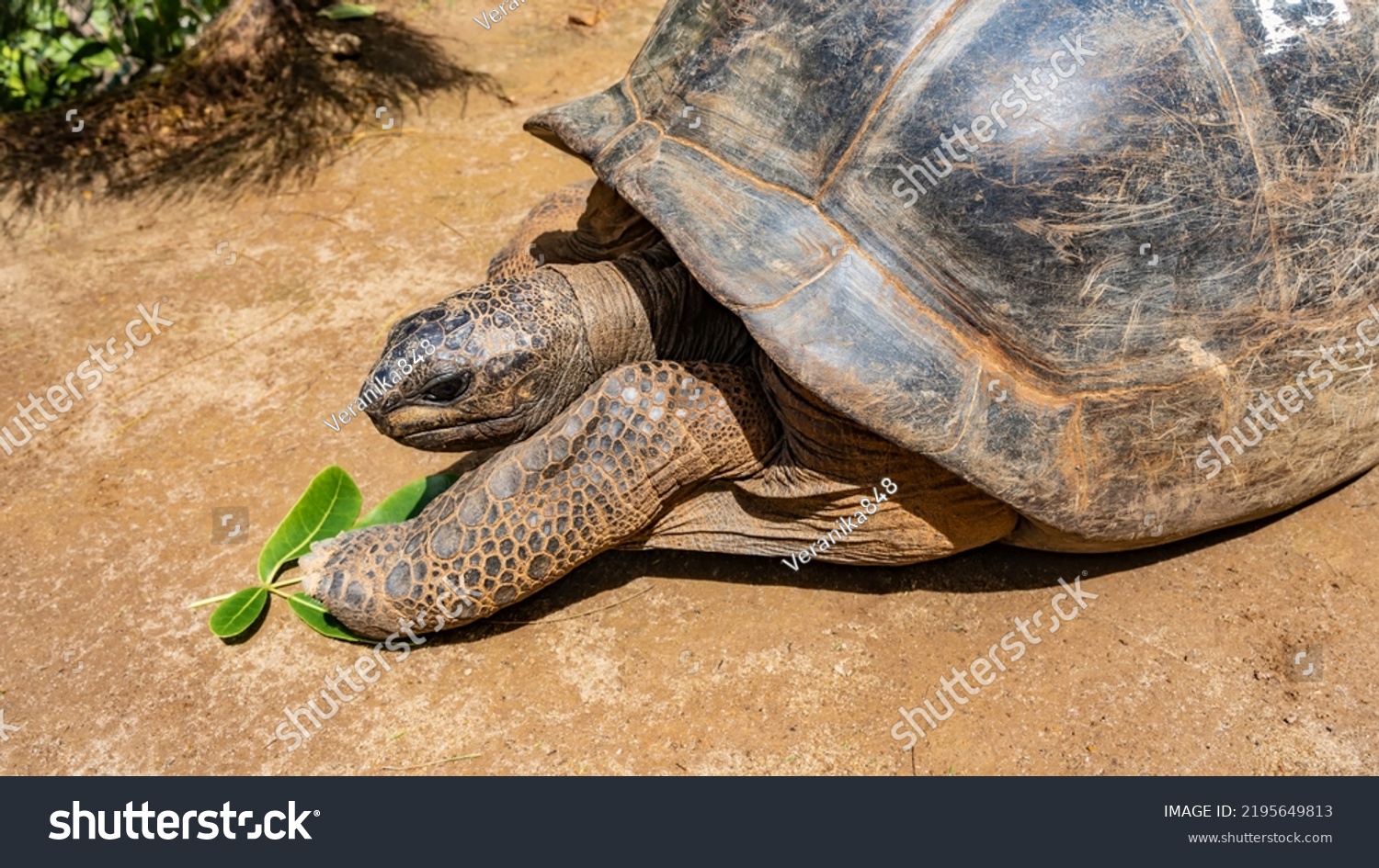 Giant Turtle Aldabrachelys Gigantea Closeup Side Stock Photo 2195649813 