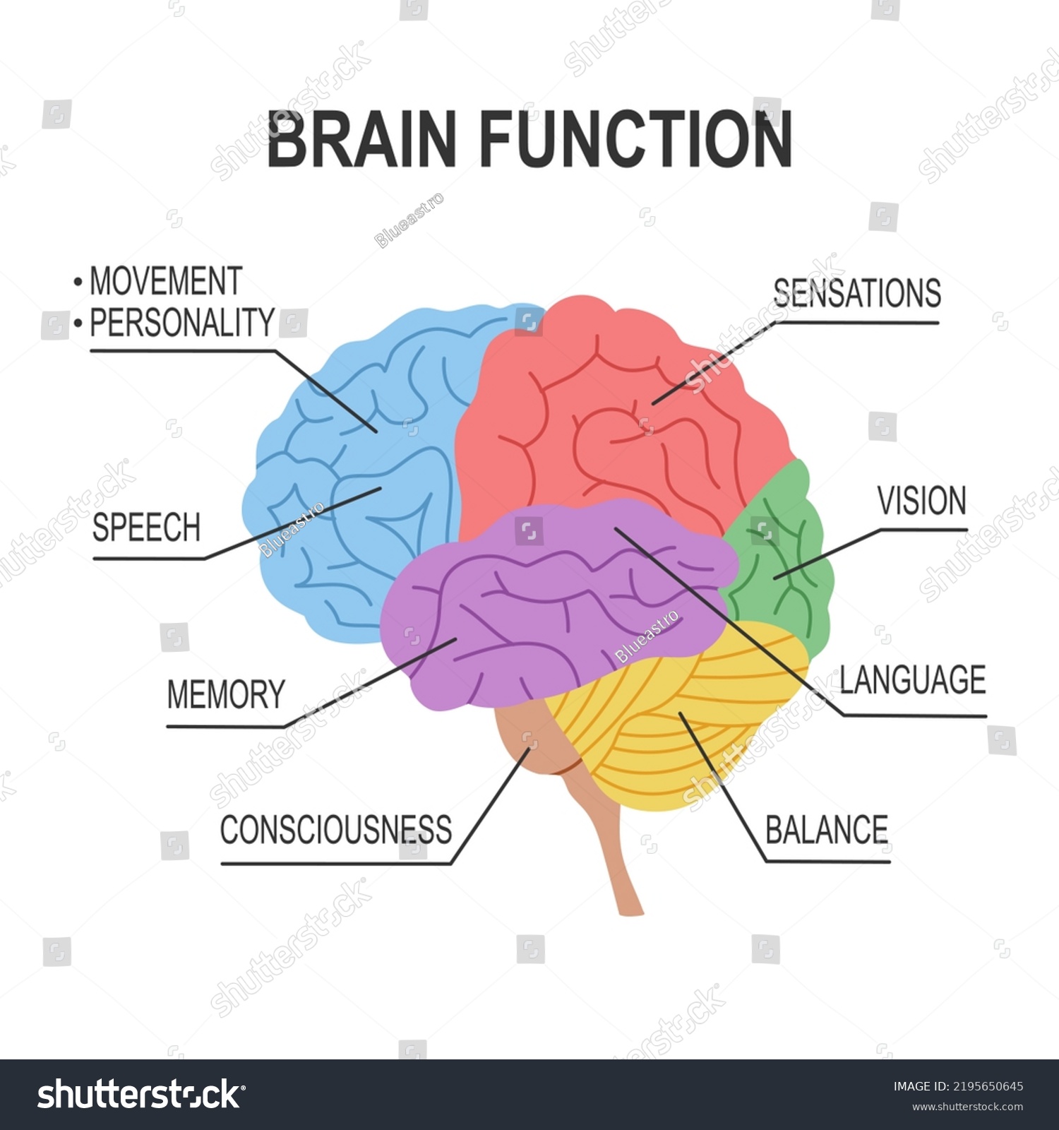 Brain Function Diagram Infographic Flat Design Stock Vector (Royalty ...