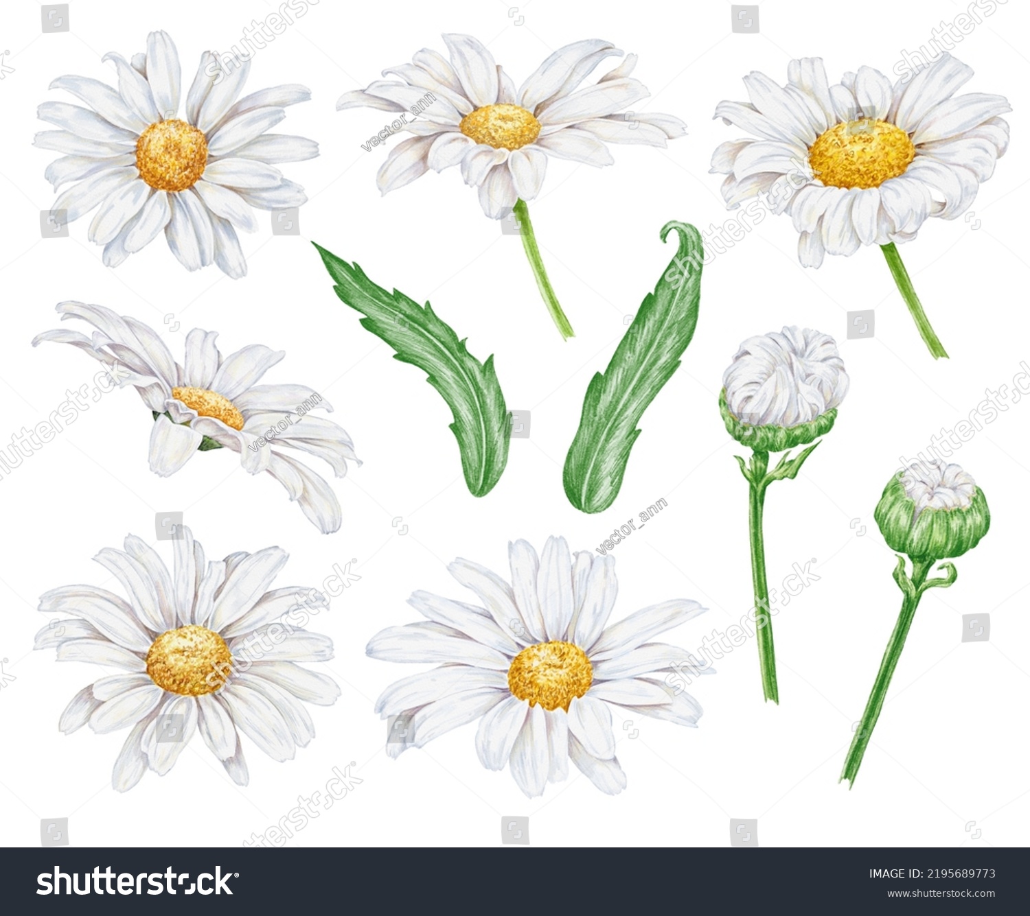 Set Daisy Flowers On Transparent Background Stock Illustration ...