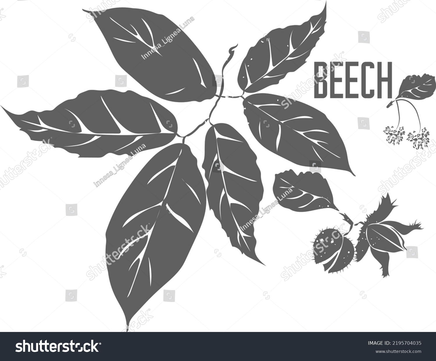 Common Beech Leafs Nut Vector Silhouette Stock Vector (royalty Free 