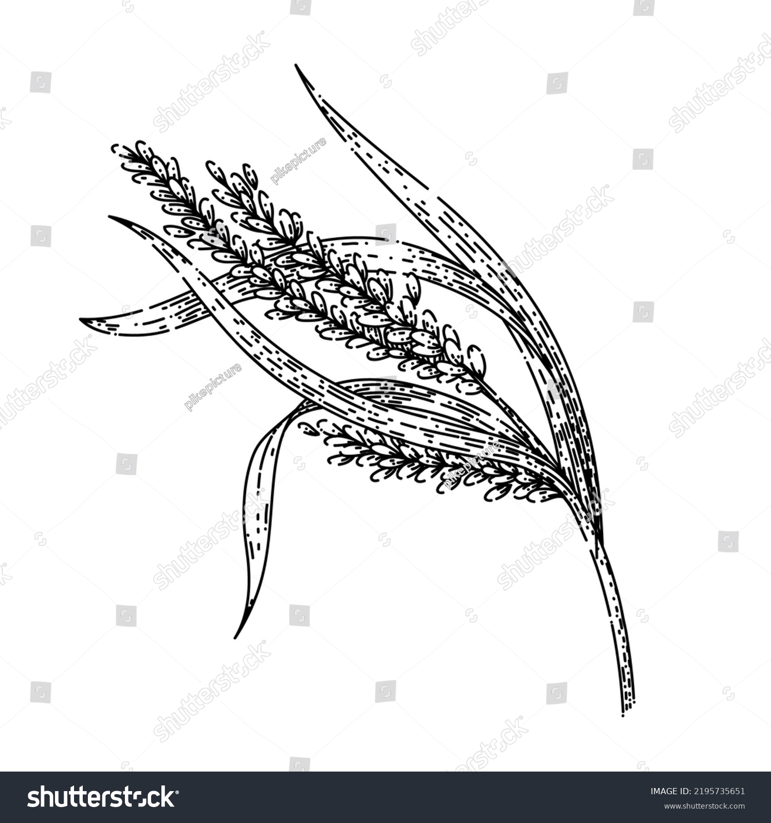 Rice Plant Hand Drawn Vector Paddy Stock Vector (Royalty Free