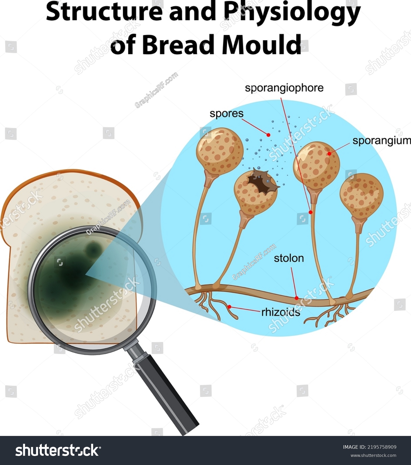 Structure Physiology Bread Mold Illustration Stock Vector (Royalty Free ...