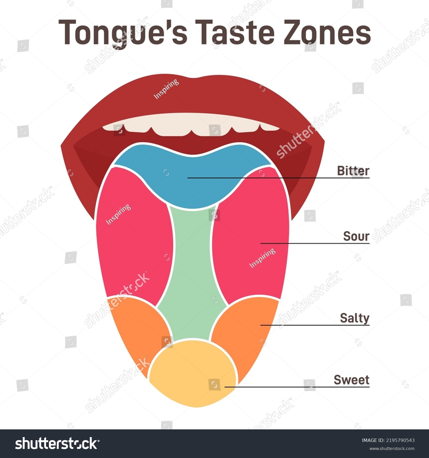 Human Tongue Muscular Organ Papillae Taste Stock Vector Royalty Free Shutterstock