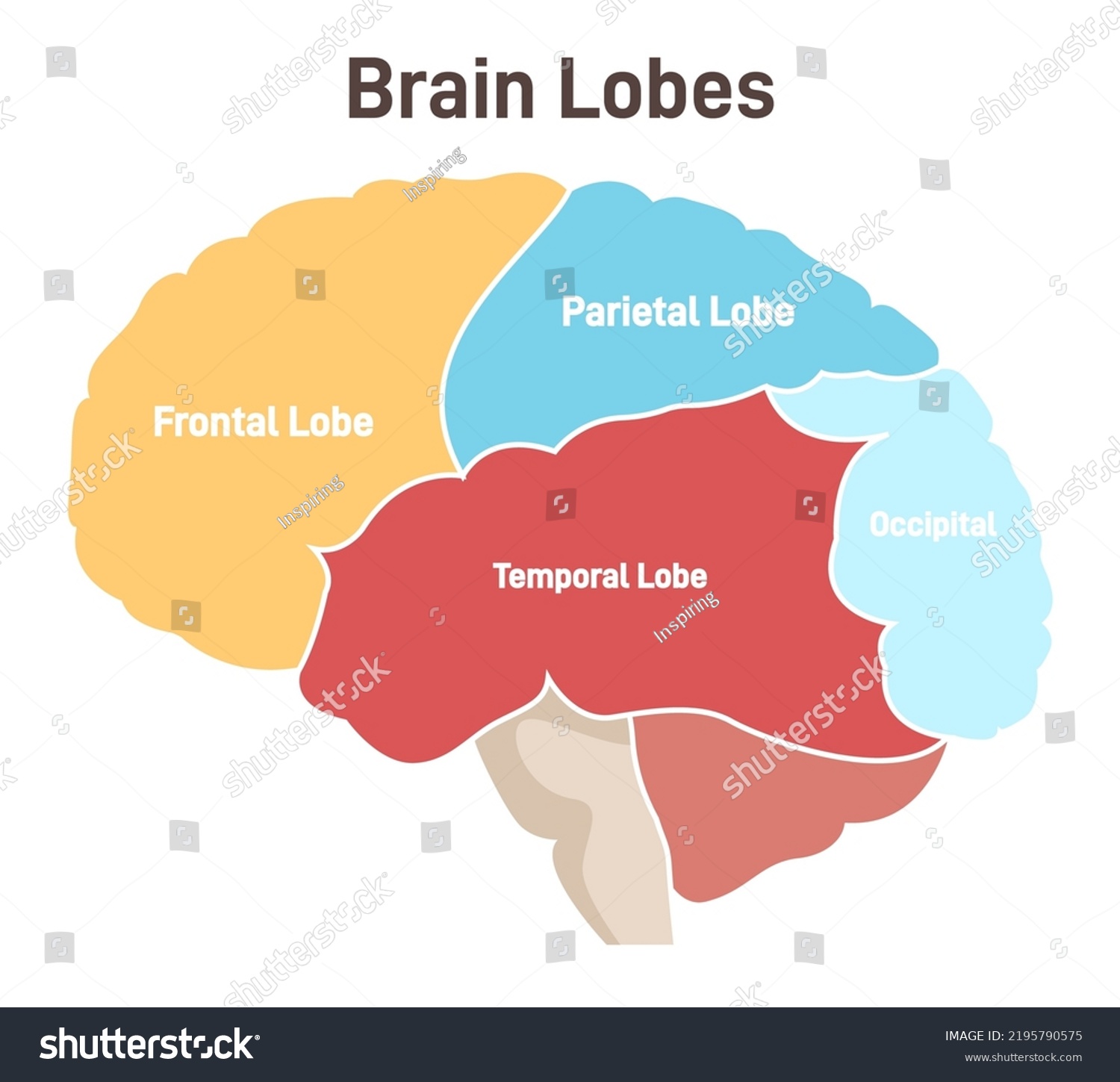 454 Temporal Lobe Stock Vectors, Images & Vector Art | Shutterstock