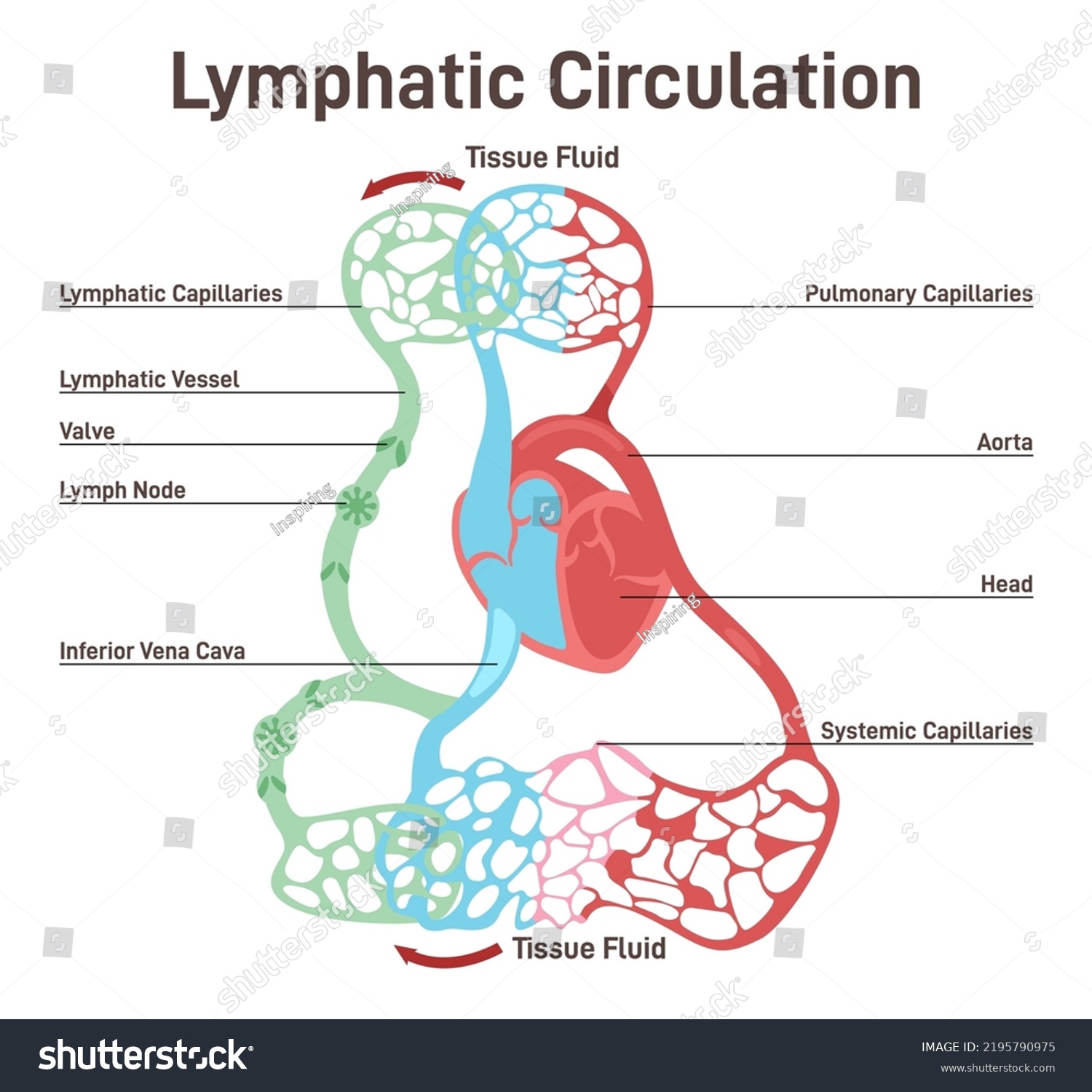 Lymphatic Circulation Lymphatic Duct Lymph Transportation Stock Vector ...