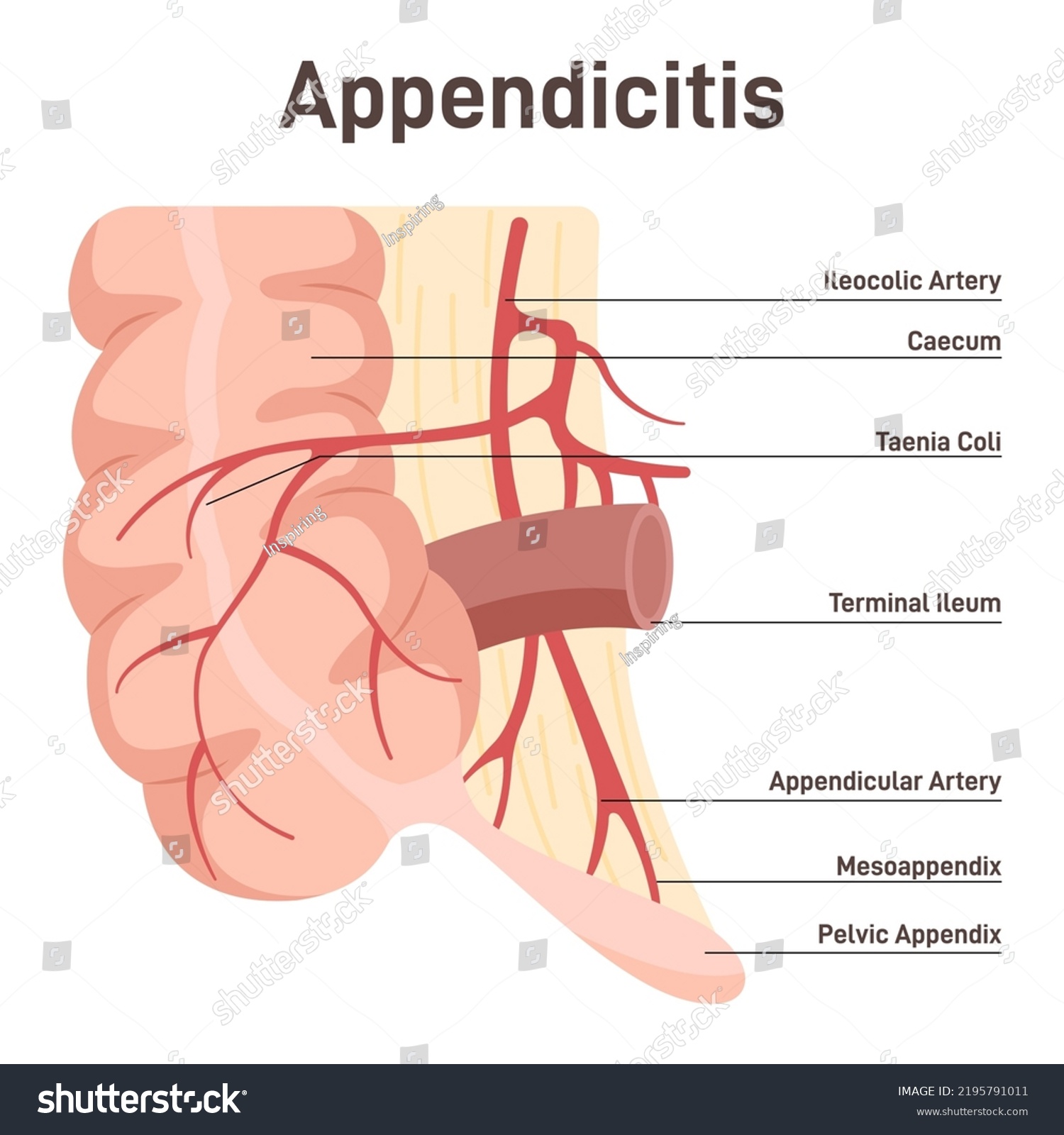 Appendix Anatomical Diagram Large Intestine Caecum Stock Vector Royalty Free 2195791011 4409