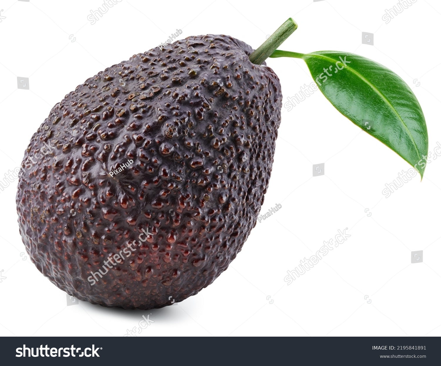 Isolated Avocado Leaf Brown Avocado On Stock Photo 2195841891 ...