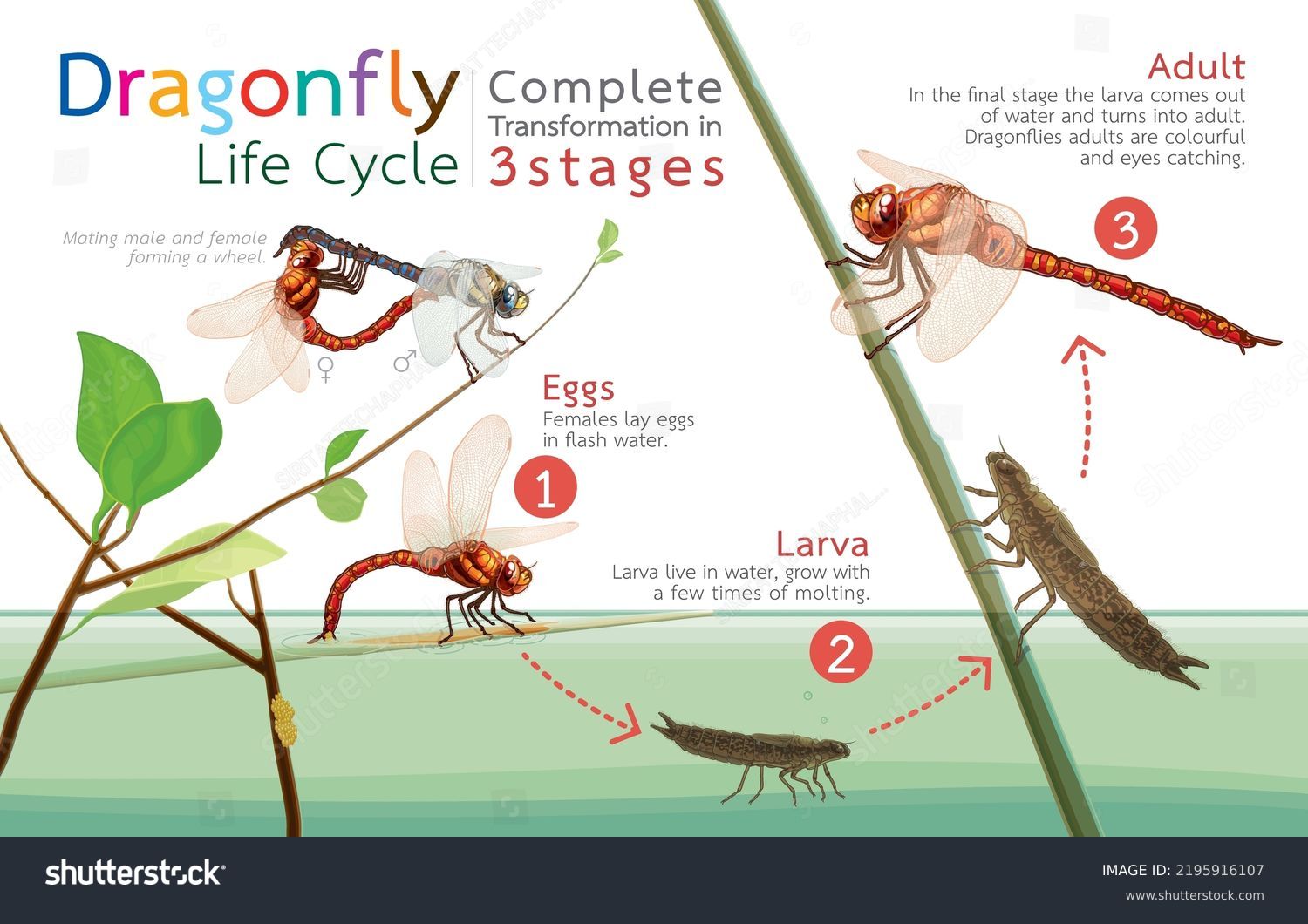 Infographic Illustration Dragonfly Life Cyclecomplete Transformation ...