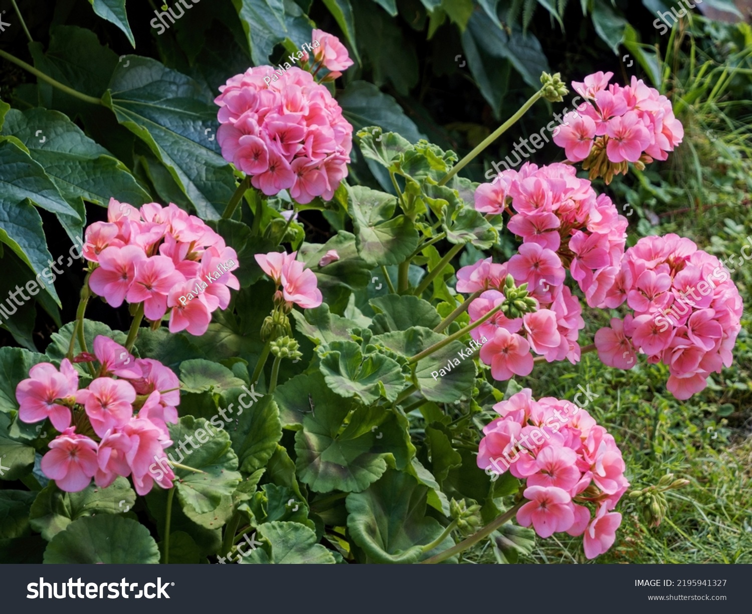 Geranium Known Pelargonium Storksbill Grown Garden Stock Photo ...