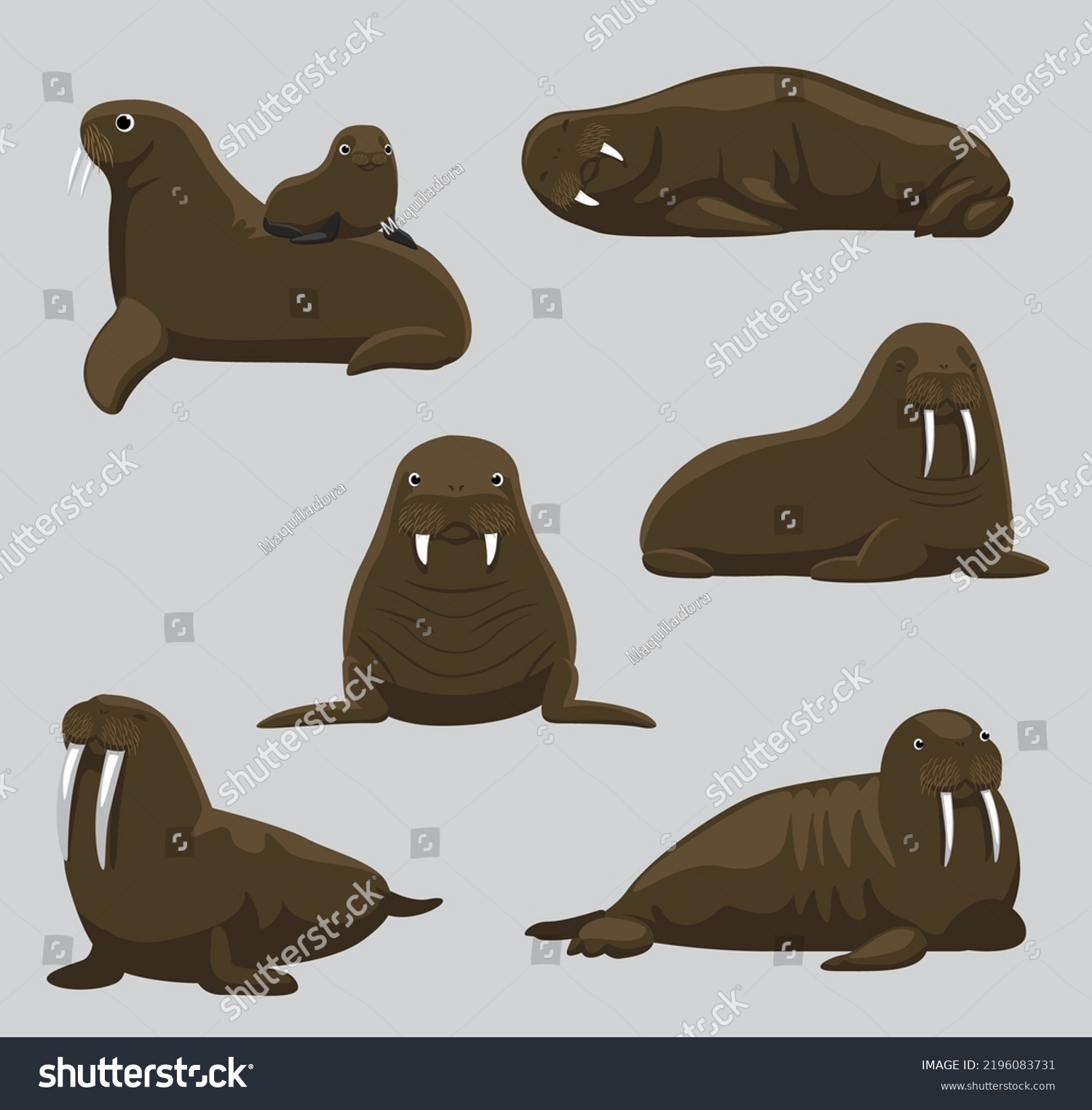 Walrus Cartoon Character Cute Vector Illustration Stock Vector (Royalty ...