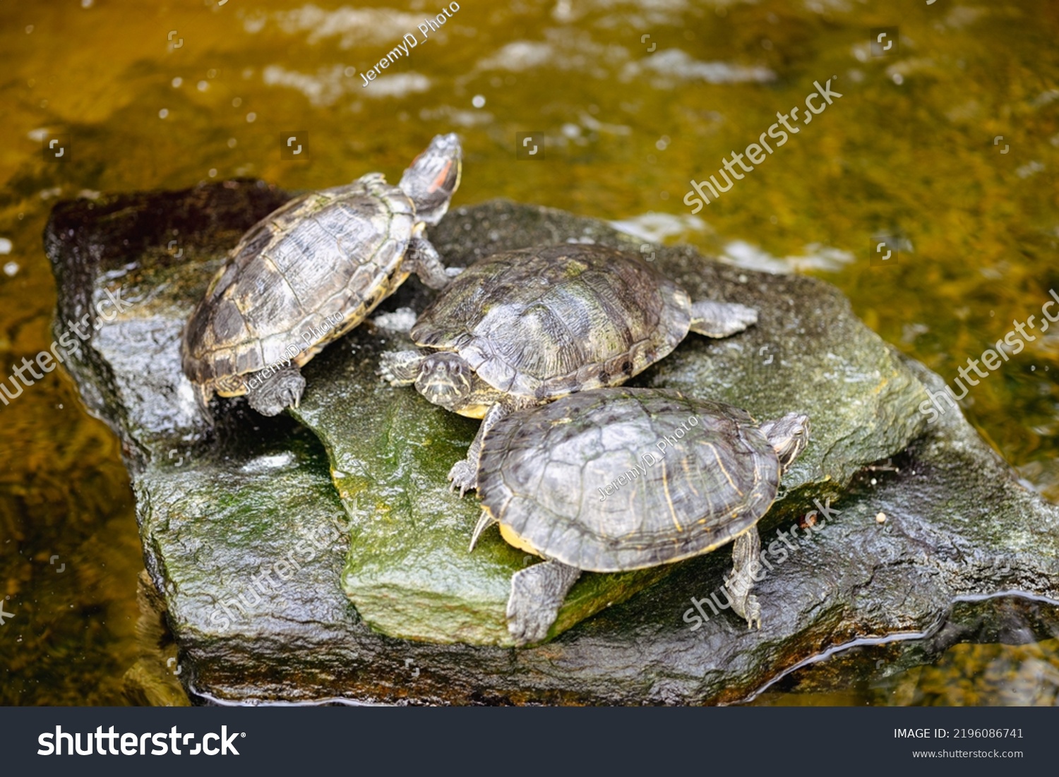 Three Turtles Sunbathing On Rock Stock Photo 2196086741 | Shutterstock