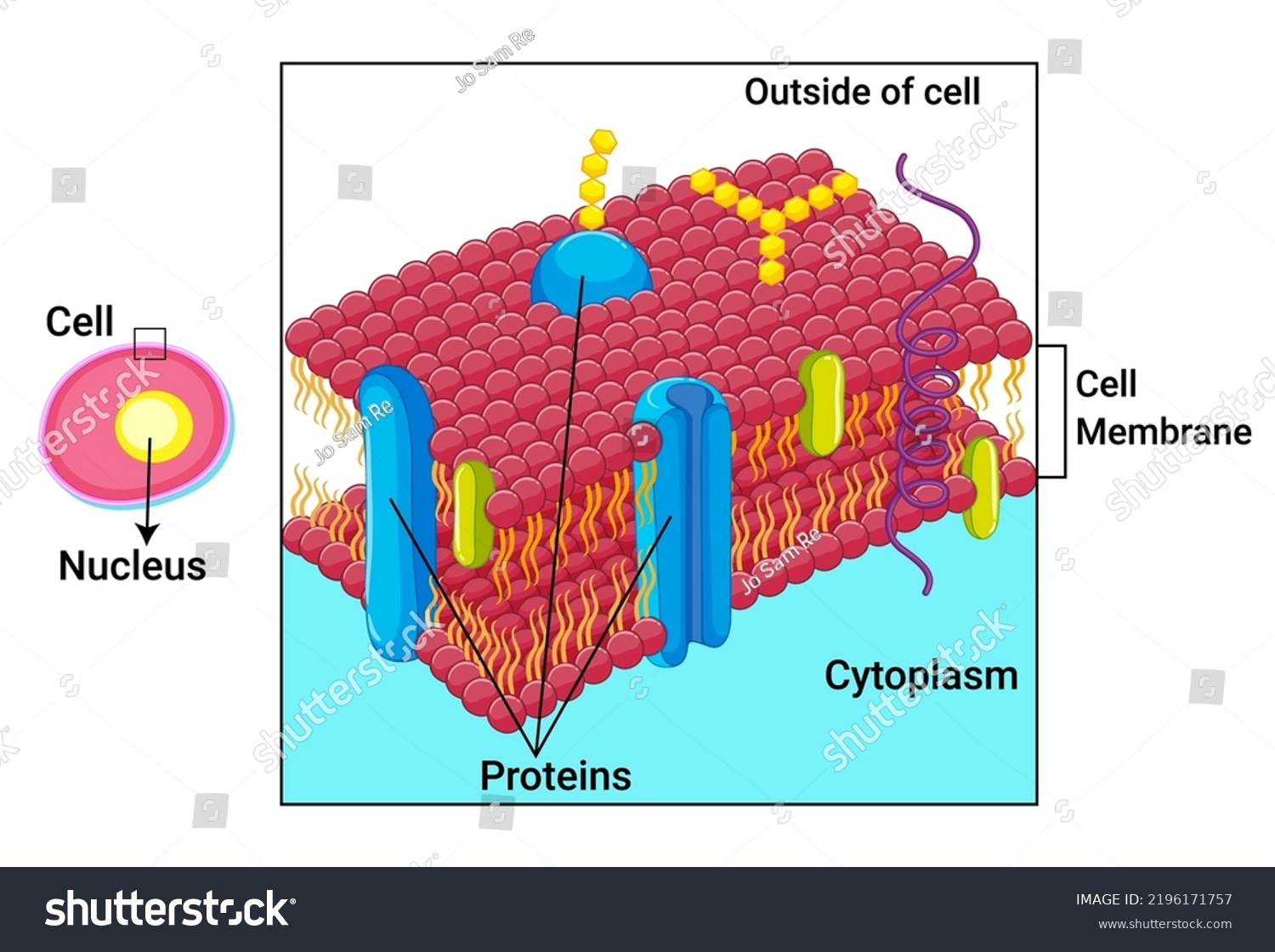 Human Cell Membrane Plasma Membrane Structure Stock Vector (Royalty ...