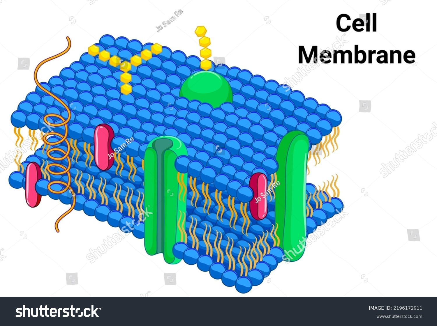 Structure Human Cell Membrane Plasma Membrane Stock Vector (royalty 