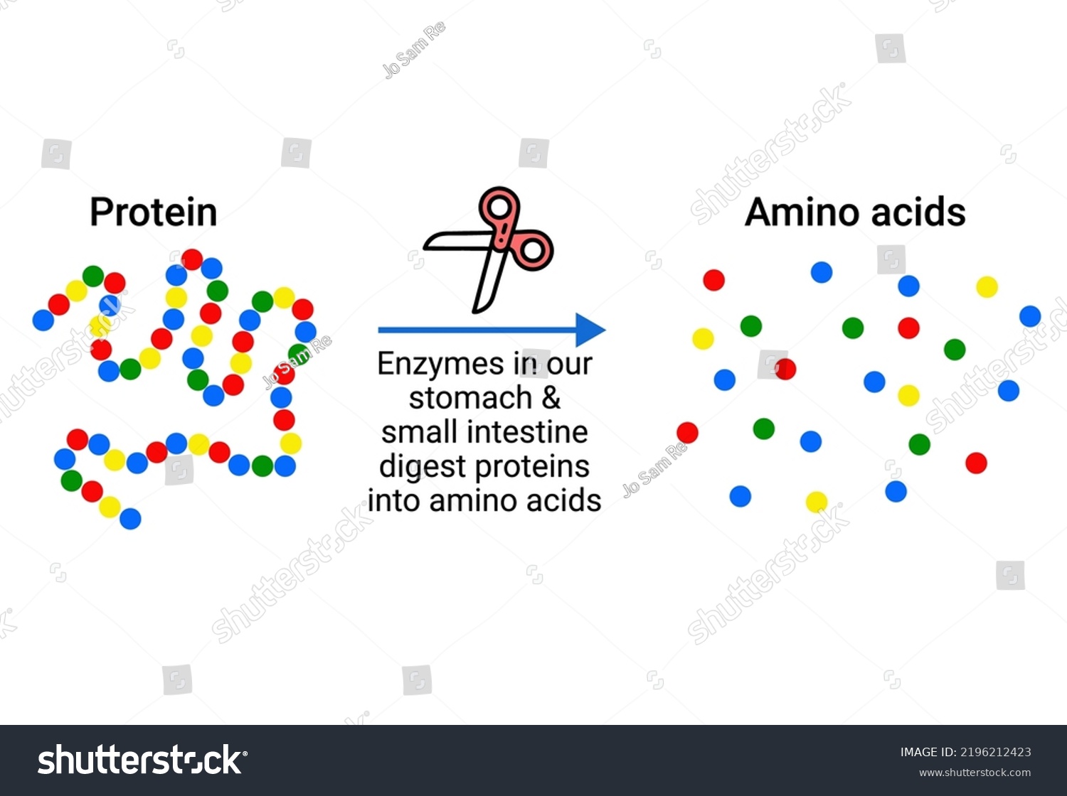 structure-of-protein-google-search-chemical-structure-cell-structure