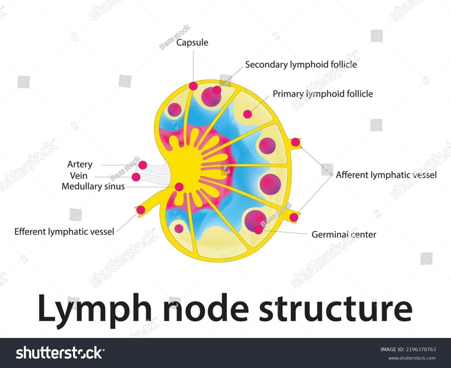 Lymph Node Structure Schematic Anatomic Illustration Stock Vector Royalty Free 2196378763