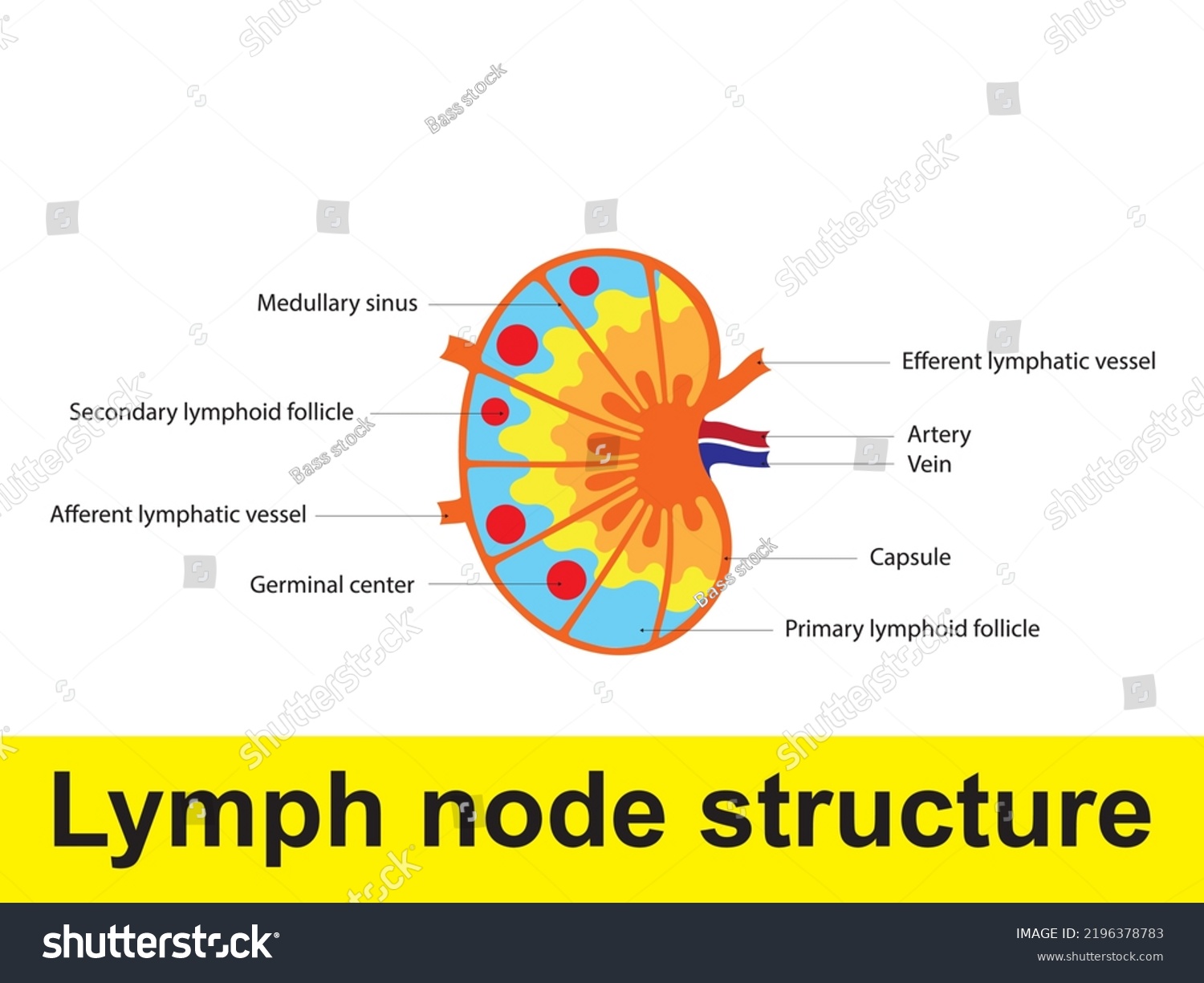 Lymph Node Structure Schematic Anatomic Illustration Stock Vector ...