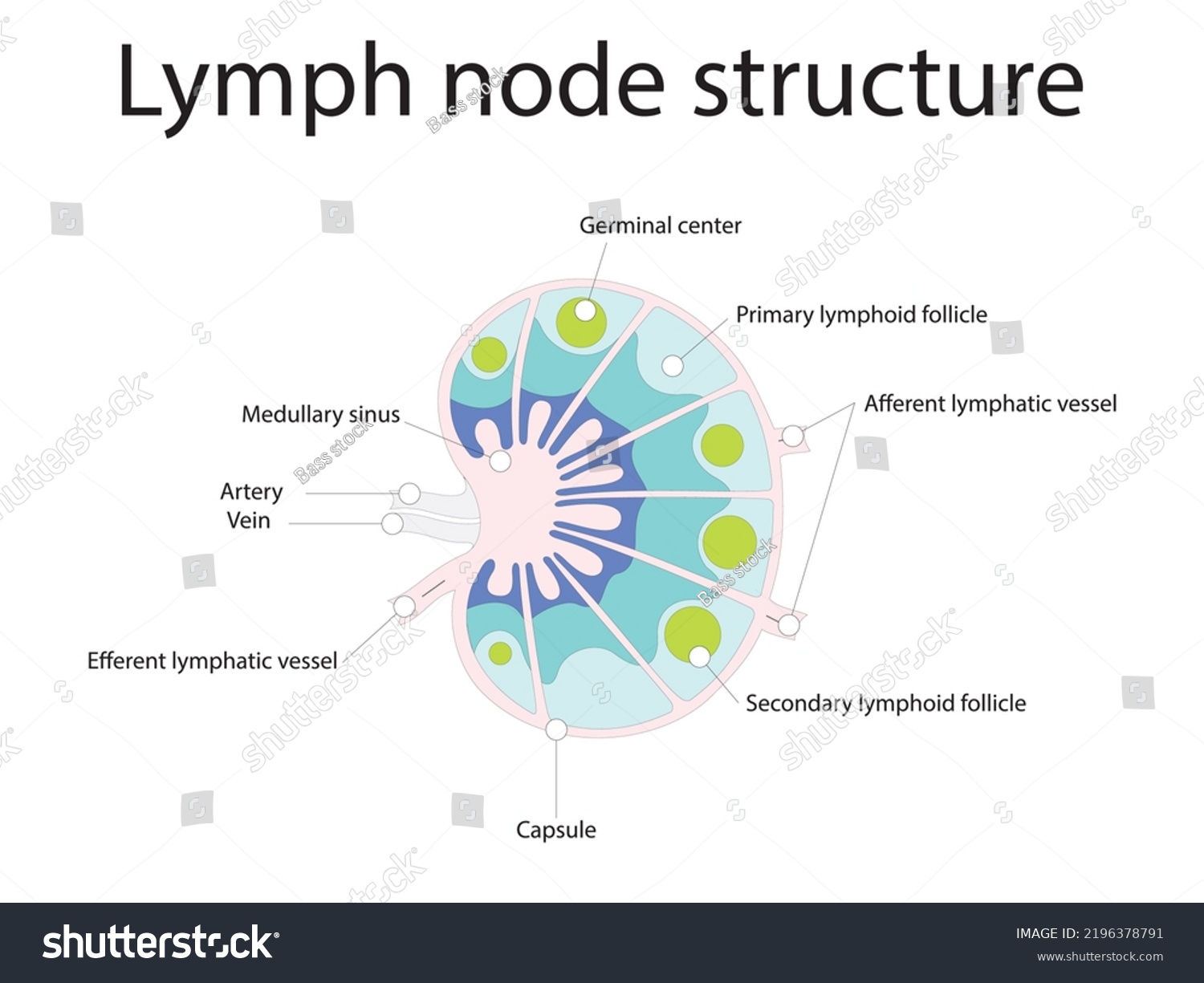 Lymph Node Structure Schematic Anatomic Illustration Stock Vector